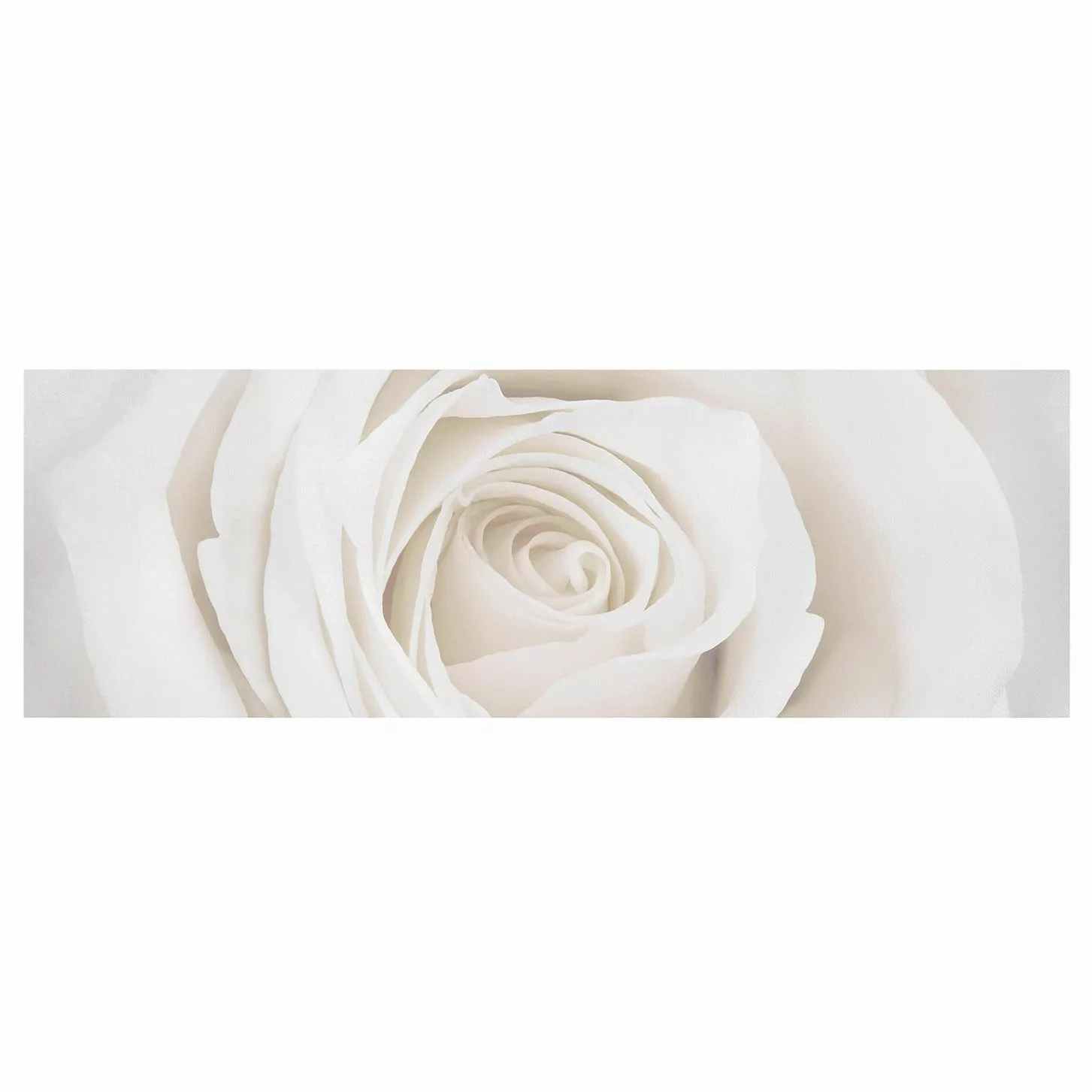 home24 Bild Pretty White Rose I günstig online kaufen