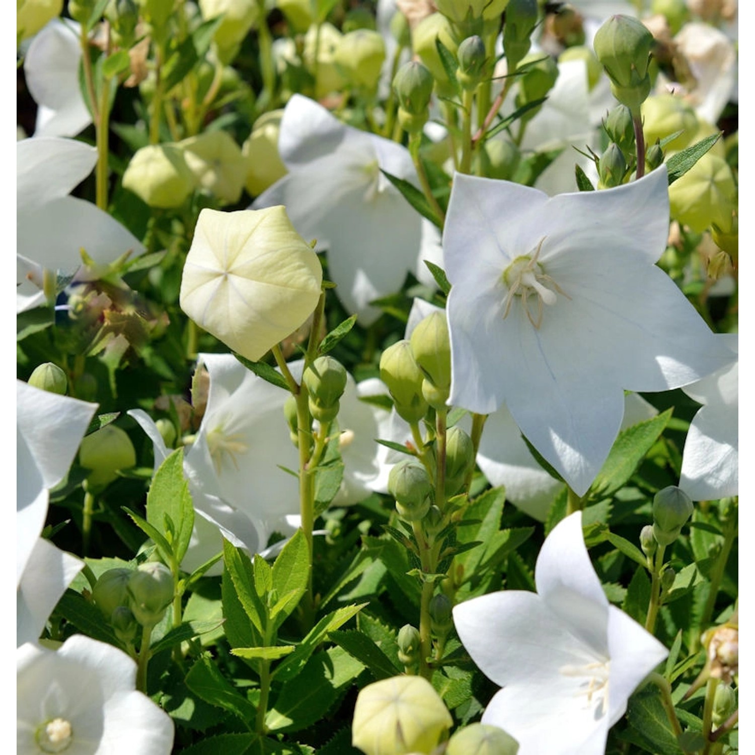 Ballonblume Astra Weiß - Platycodon grandiflorus günstig online kaufen