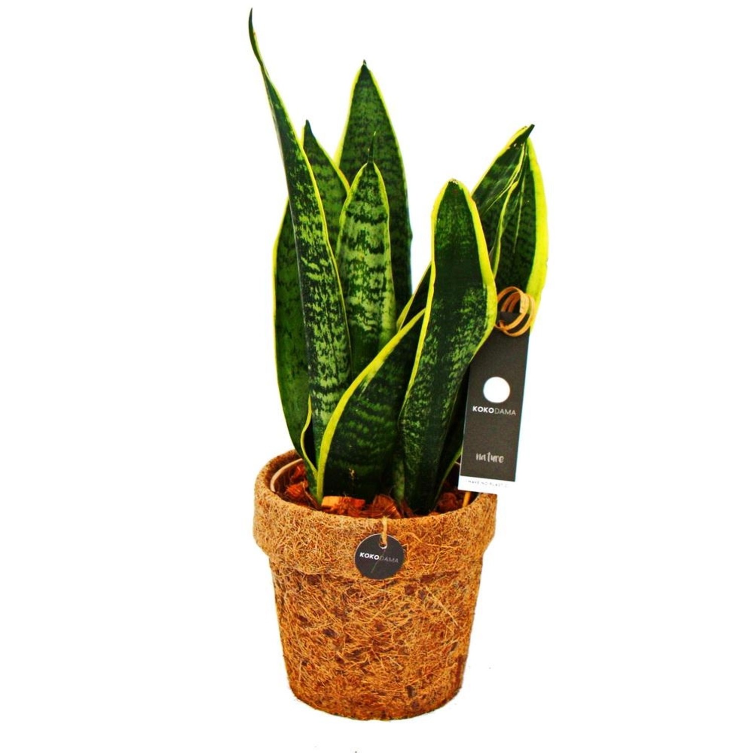 Exotenherz Kokodama Bogenhanf im Kokodamatopf Sansevieria Trifasciata ca. 1 günstig online kaufen