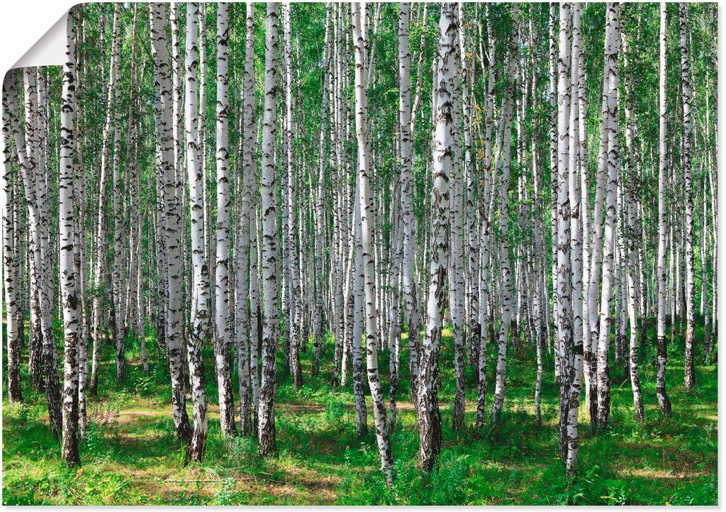 Artland Wandbild "Birkenwald", Wald, (1 St.), als Poster, Wandaufkleber in günstig online kaufen