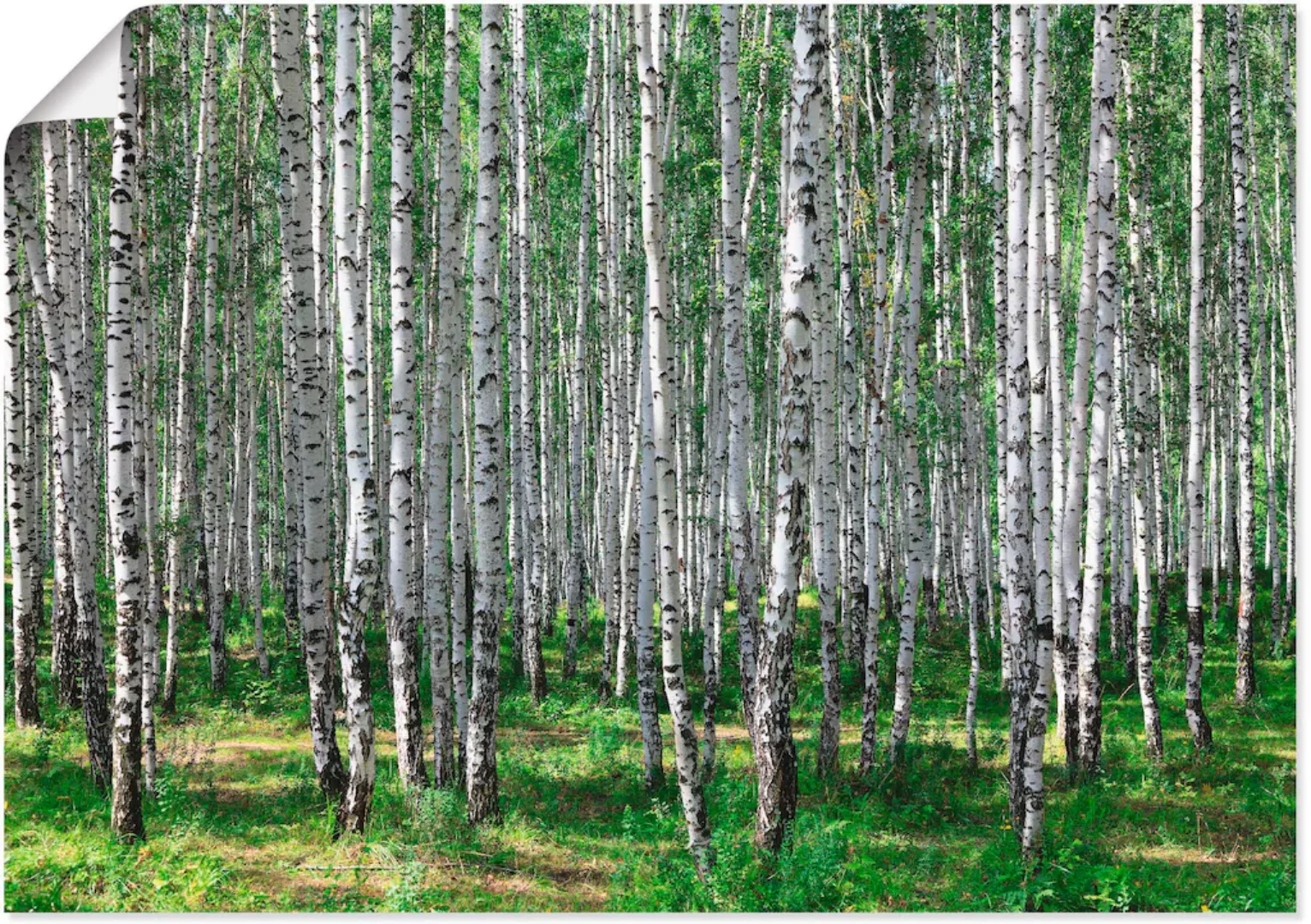 Artland Wandbild »Birkenwald«, Wald, (1 St.) günstig online kaufen