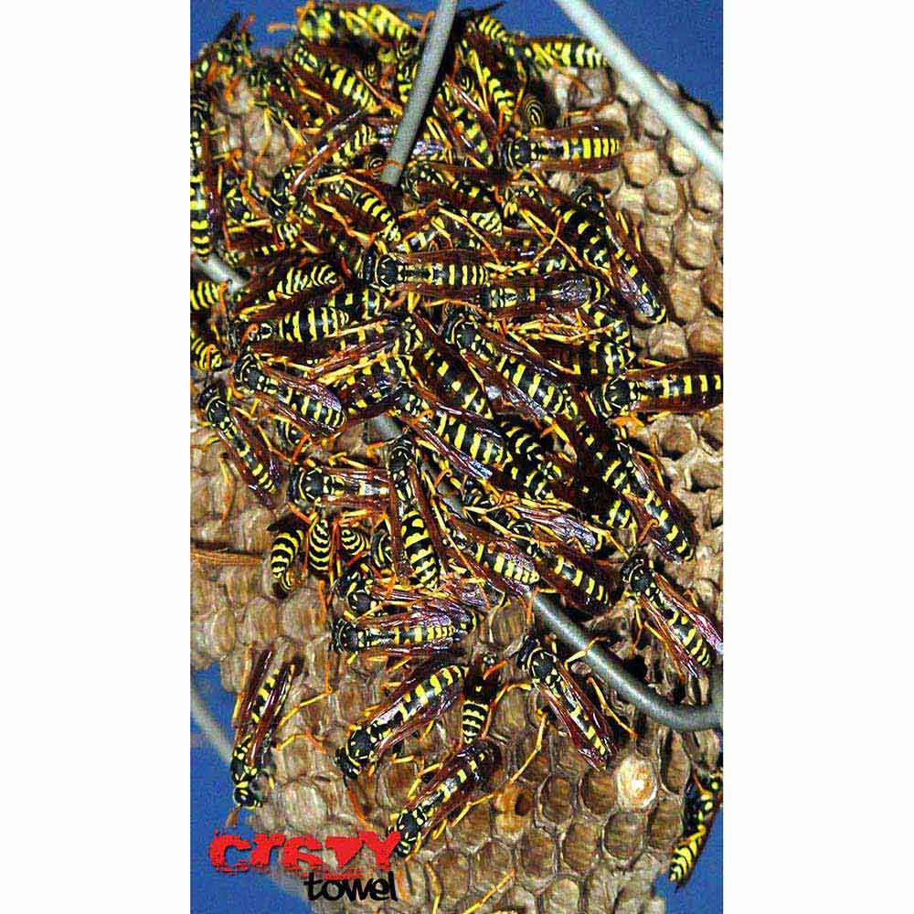 Stt Sport Crazy Wasps Terry Loop Handtuch 70 x 140 cm Multicolour günstig online kaufen