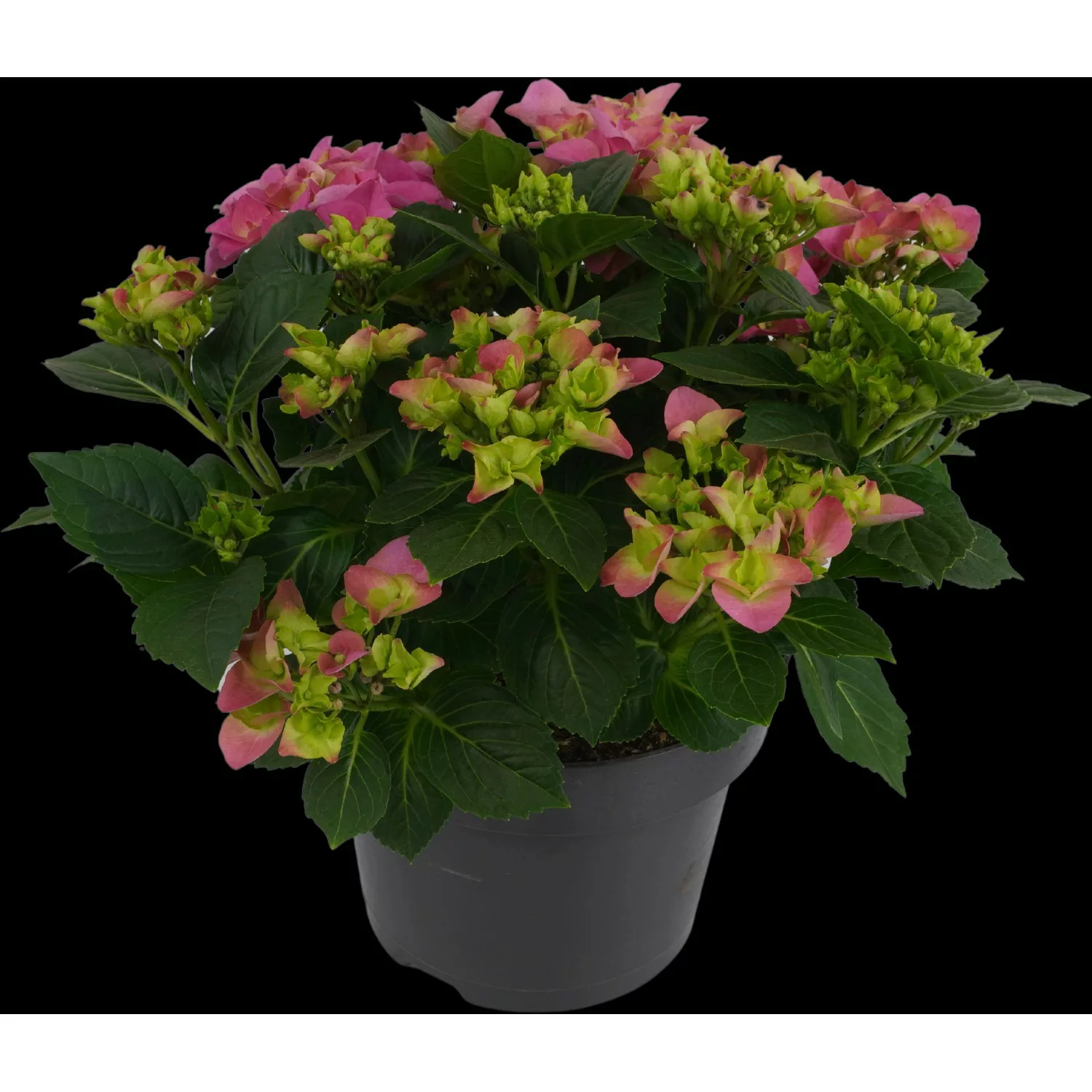 Bauernhortensie Rosa Höhe ca. 45 cm Topf ca. 5 l Hydrangea Macrophylla günstig online kaufen