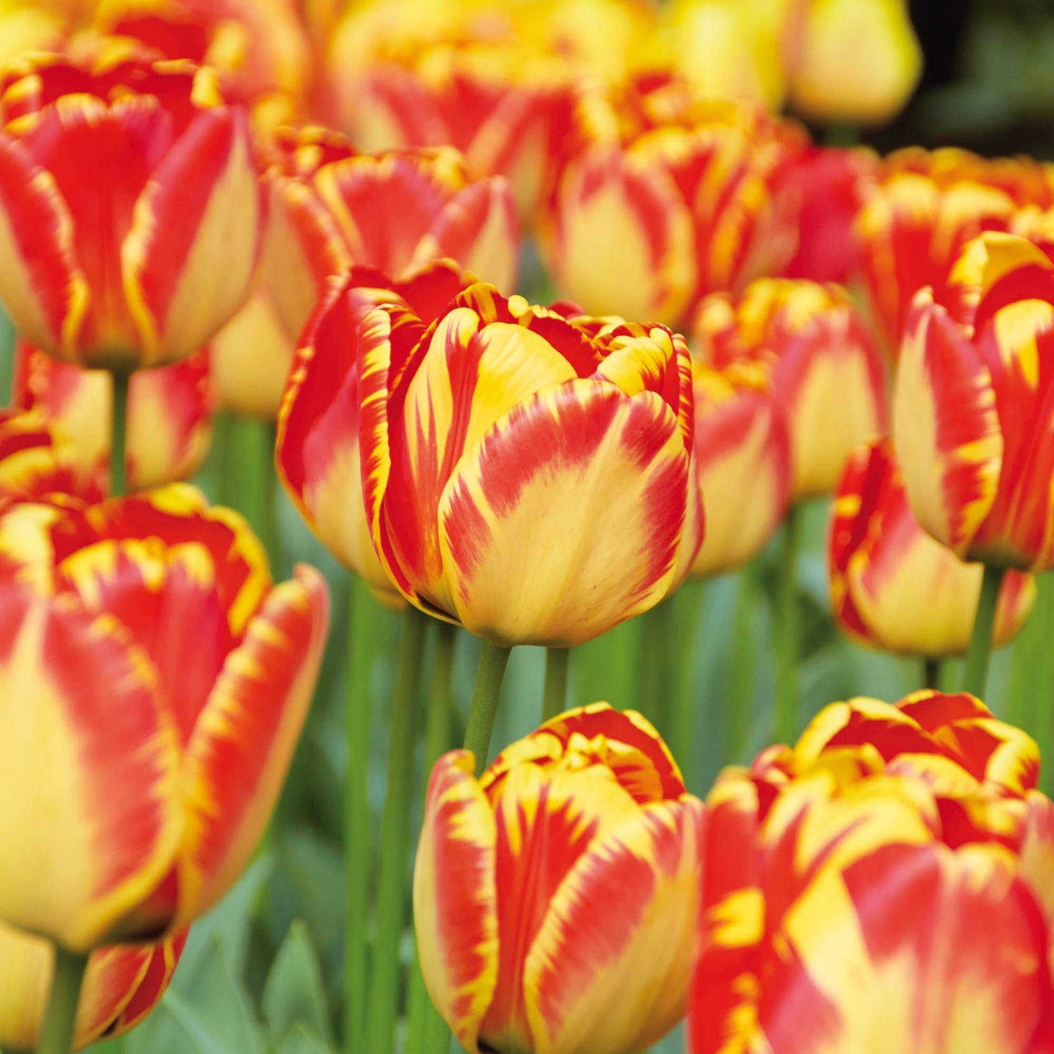 GROW by OBI Tulpen Banja Luka Rot-Gelb 8 Stück Tulipa triumph Washington günstig online kaufen