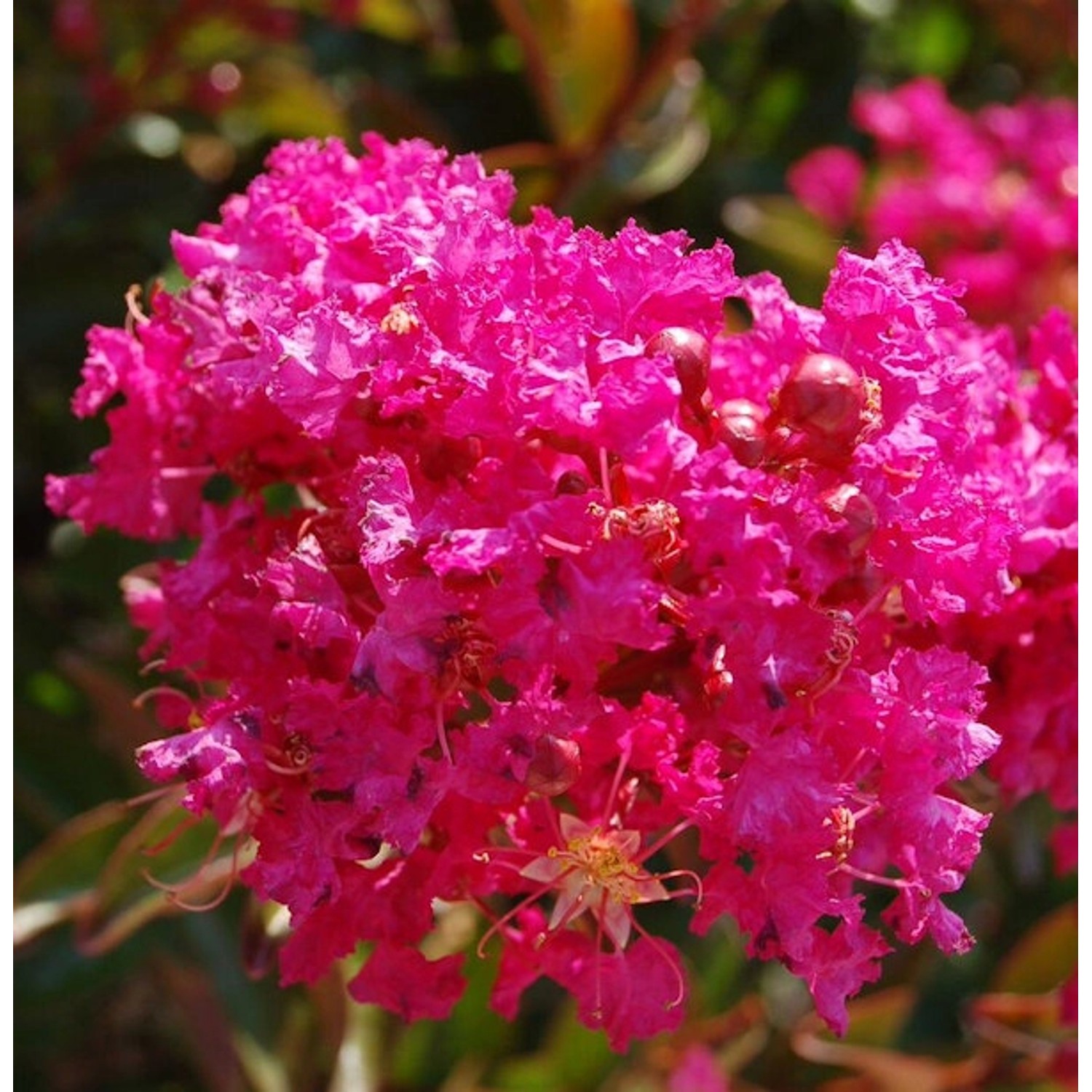 Chinesische Kräuselmyrte Berry Dazzle 20-30cm - Lagerstroemia indica günstig online kaufen