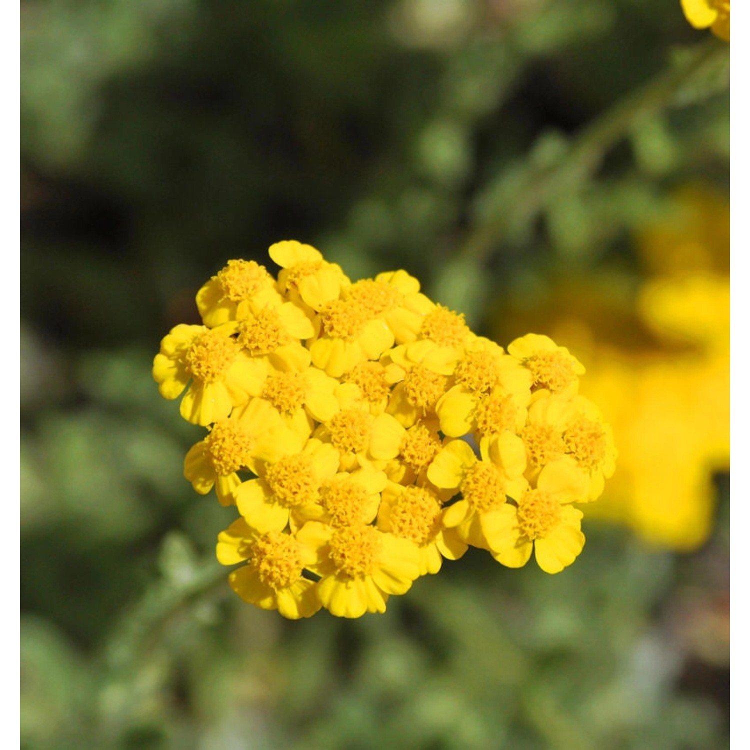 Schafgarbe Tomentosa - Achillea tomentosa günstig online kaufen