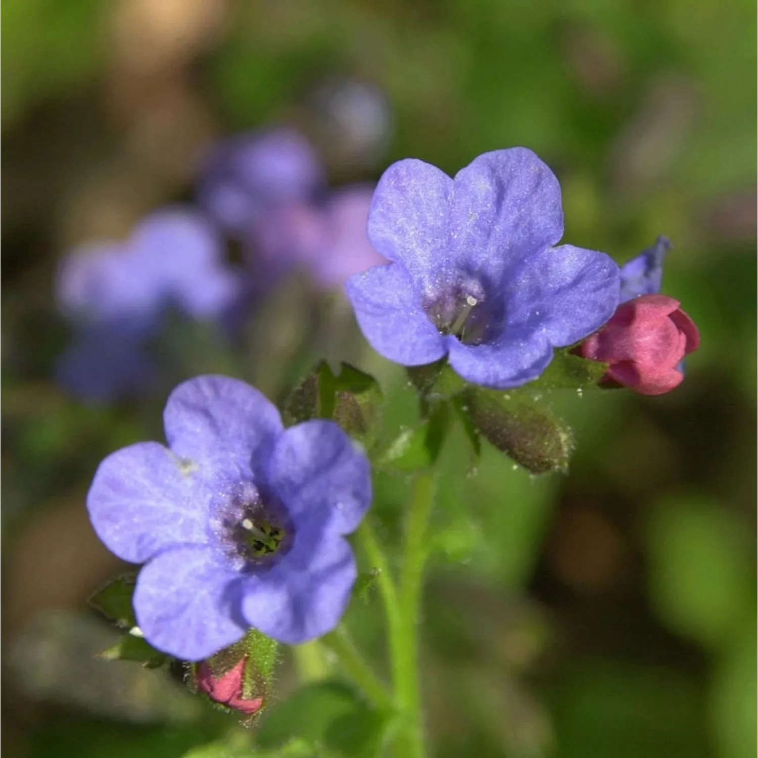 Lungenkraut Frühlingshimmel - Pulmonaria saccharata günstig online kaufen