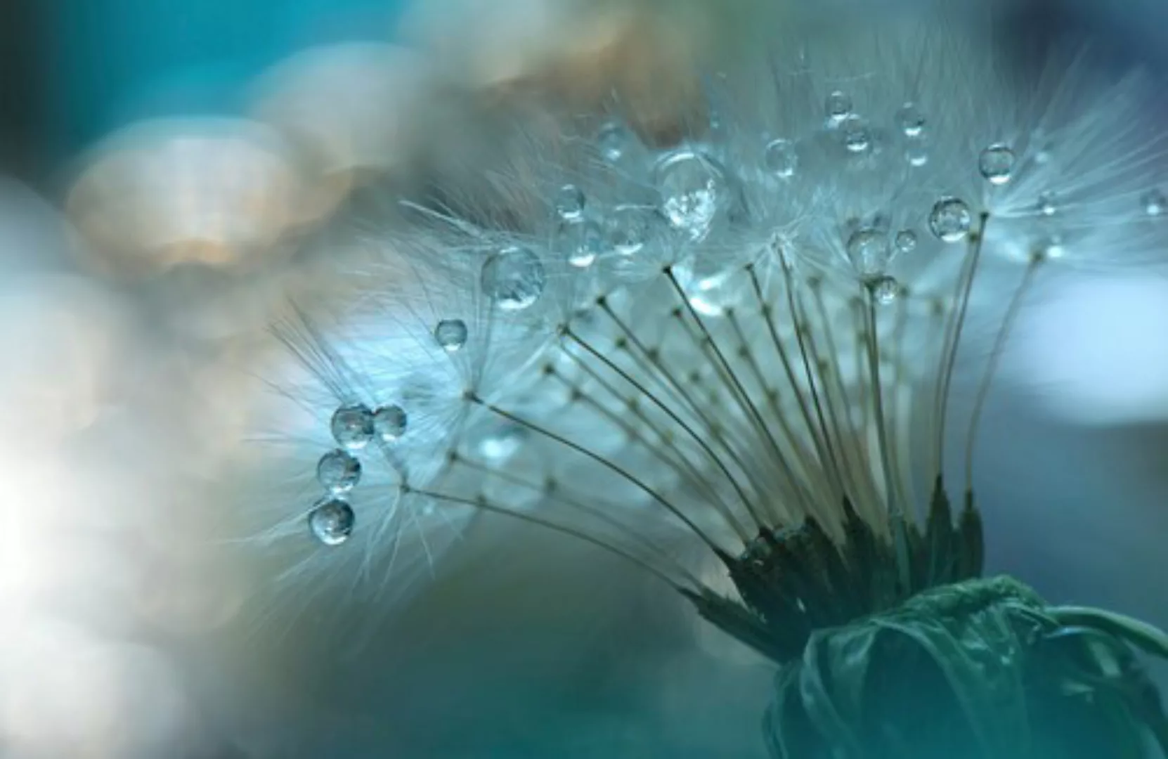 Papermoon Fototapete »Zen Wassertropfen mit Blume Makro« günstig online kaufen