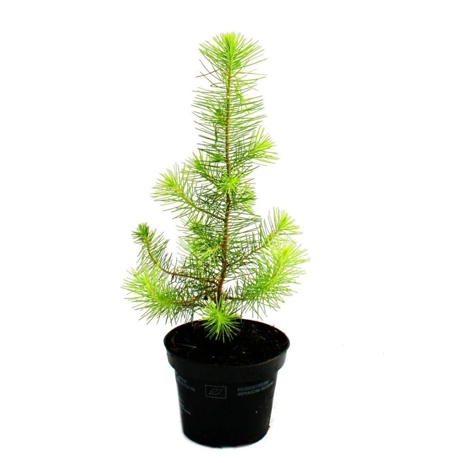 Exotenherz Mittelmeerkiefer Pinus Pinea Zimmerkiefer 12cm Topf günstig online kaufen