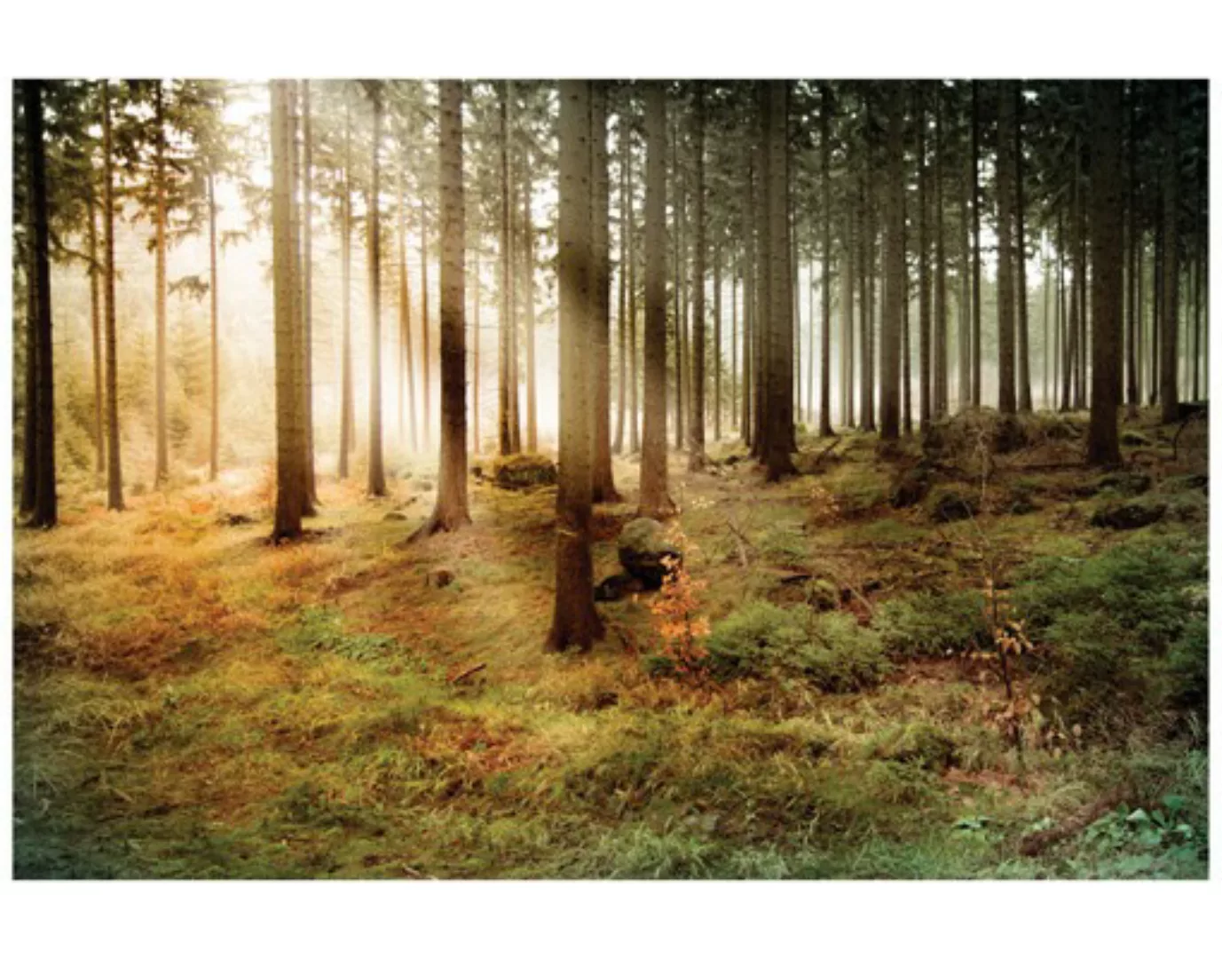 Fensterfolie Morning Forest günstig online kaufen