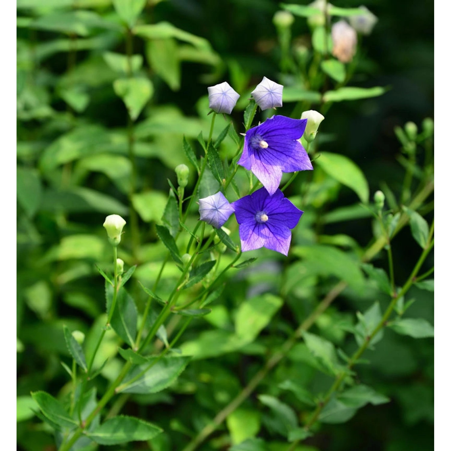 Ballonblume Marie - Platycodon grandiflorus günstig online kaufen