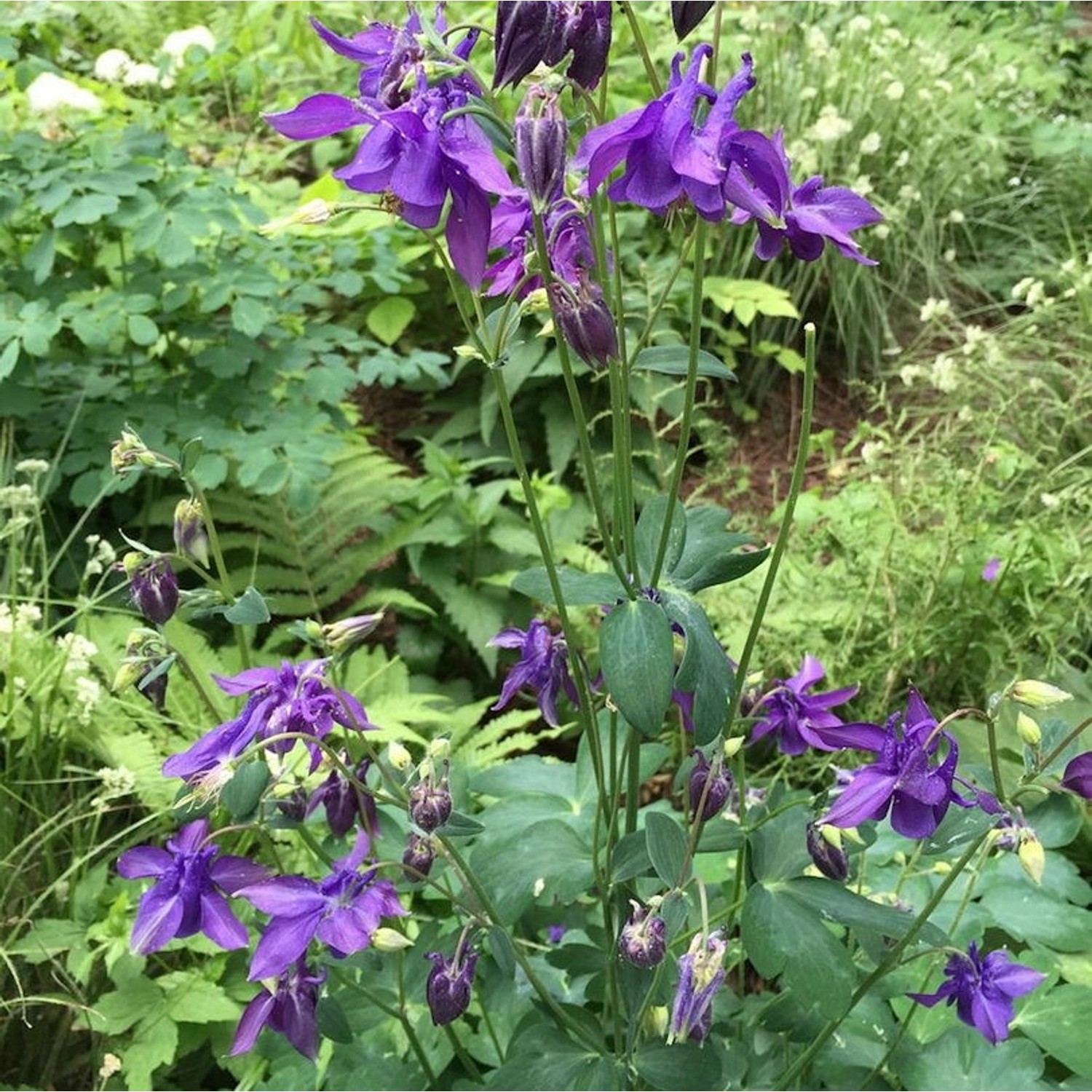 Akelei Blue Barlow - Aquilegia vulgaris günstig online kaufen