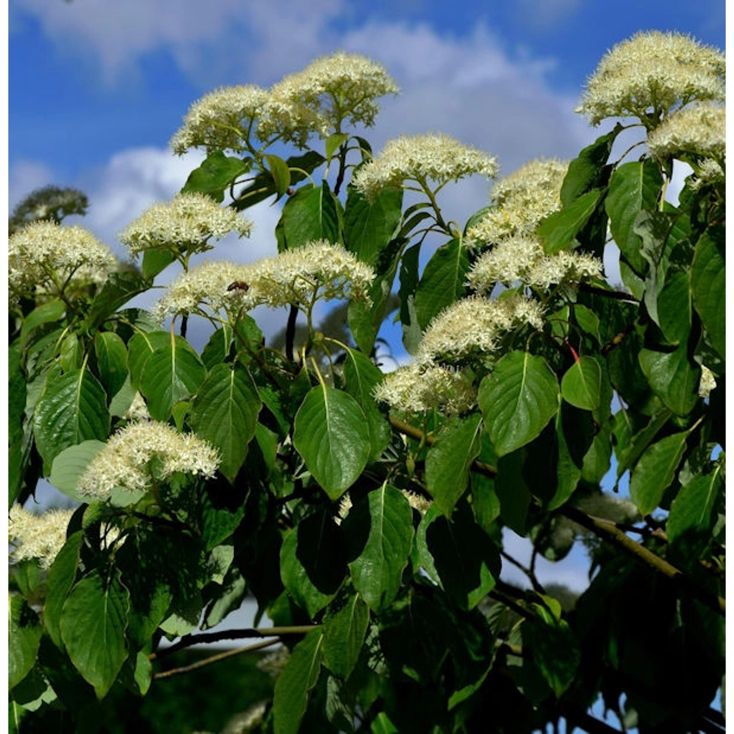 Pagoden Hartriegel 100-125cm - Cornus controversa günstig online kaufen