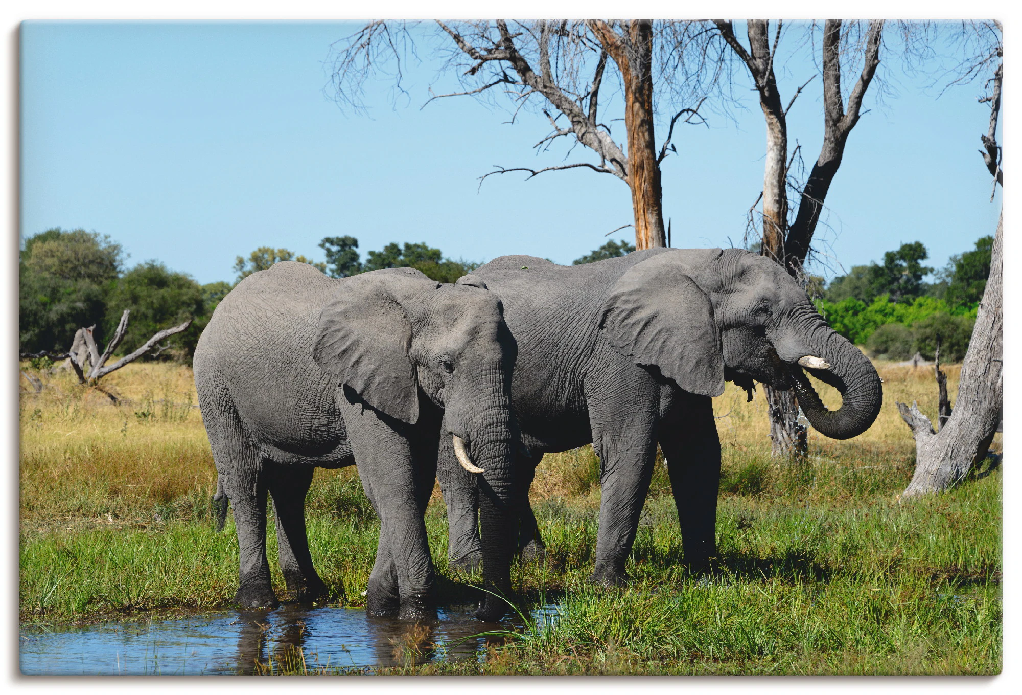 Artland Wandbild "Afrikanische Elefanten", Wildtiere, (1 St.), als Leinwand günstig online kaufen