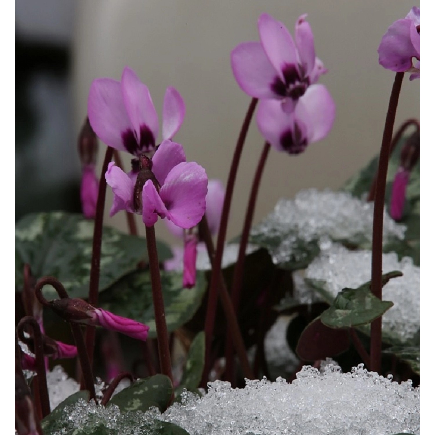 Herbst Alpenveilchen Rosenteppich - Cyclamen hederifolium günstig online kaufen