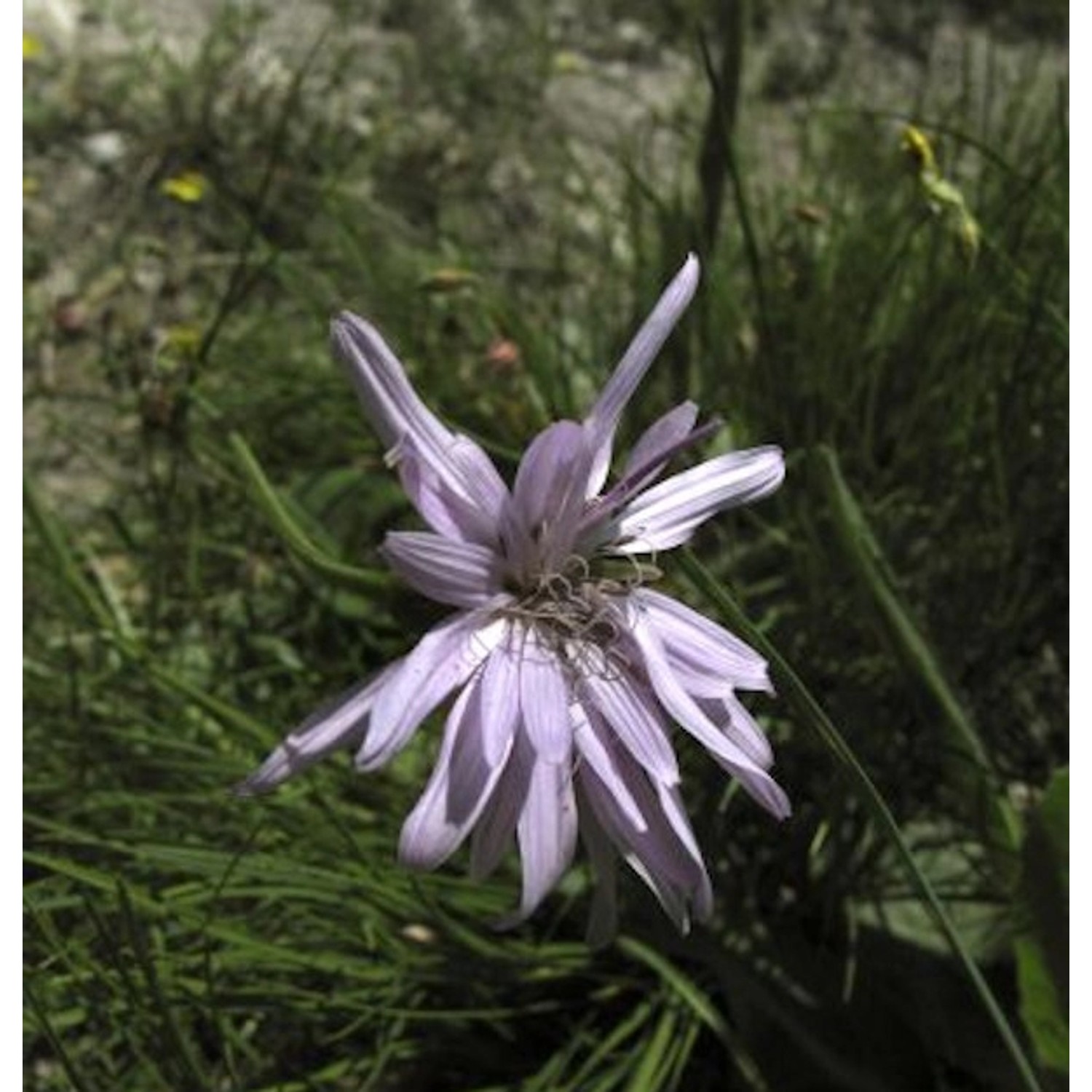 Violette Schwarzwurzel - Scorzonera purpurea günstig online kaufen