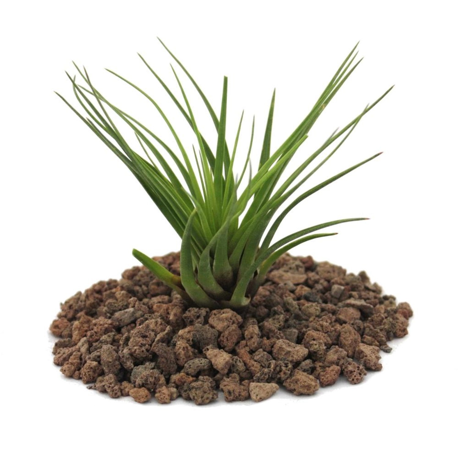 Exotenherz Tillandsia Melanocrater Tricolor Grün Lose Pflanze Klein günstig online kaufen