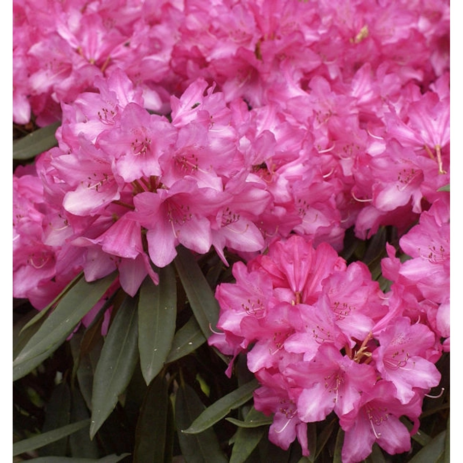 Rhododendron Rosa Perle 30-40cm - Rhododendron makinoi günstig online kaufen