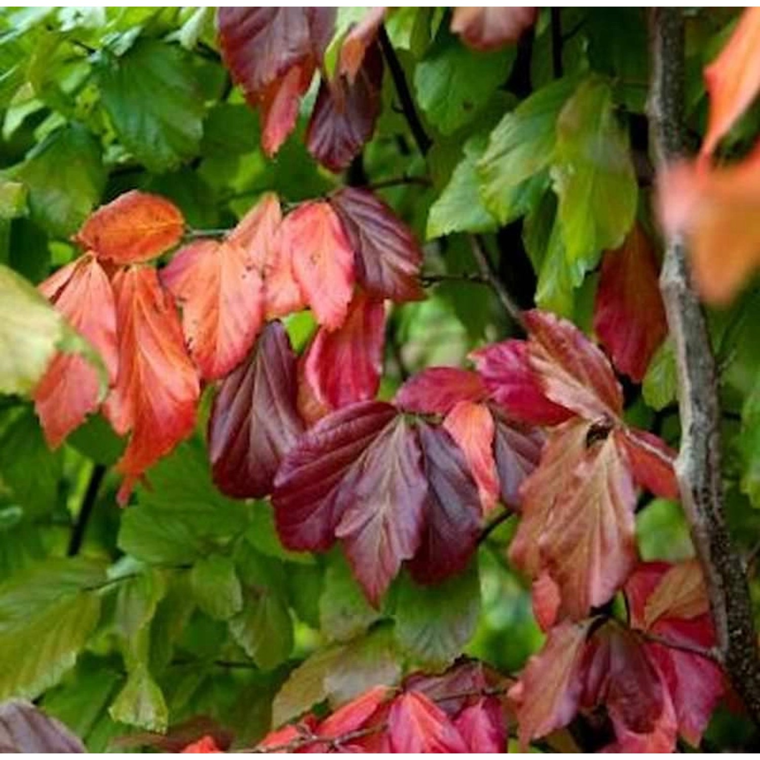 Eisenholzbaum Bella 60-80cm - Parrotia persica günstig online kaufen