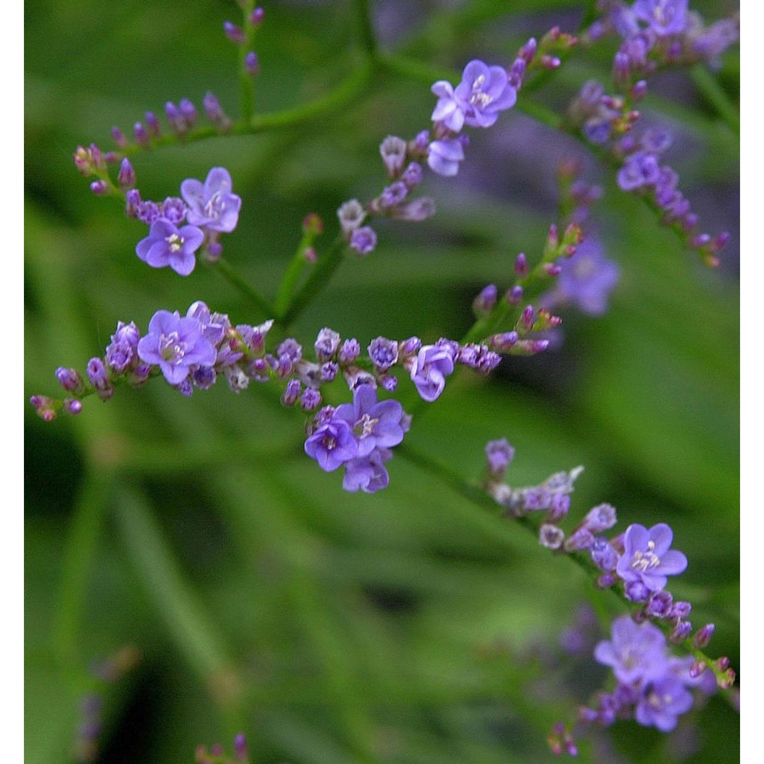 Meerlavendel Blauer Diamant - Limonium latifolium günstig online kaufen