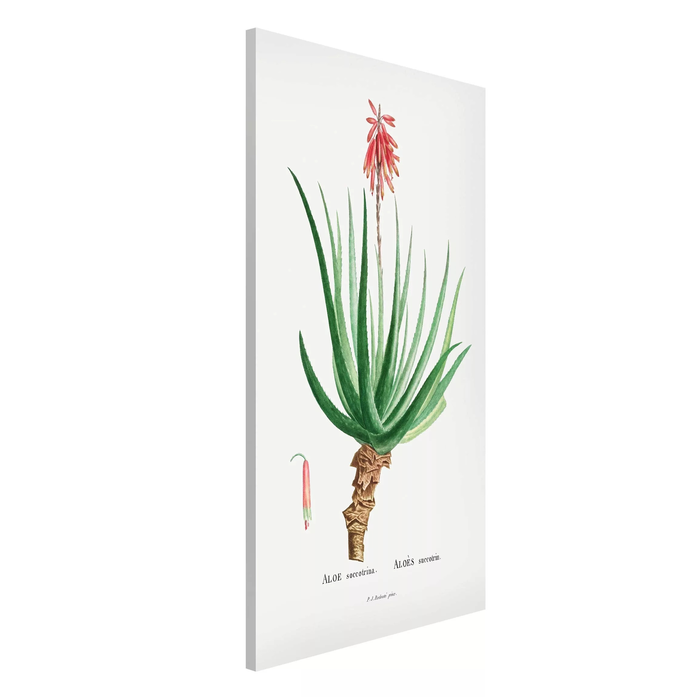 Magnettafel Blumen - Hochformat 3:4 Botanik Vintage Illustration Aloe Rosa günstig online kaufen