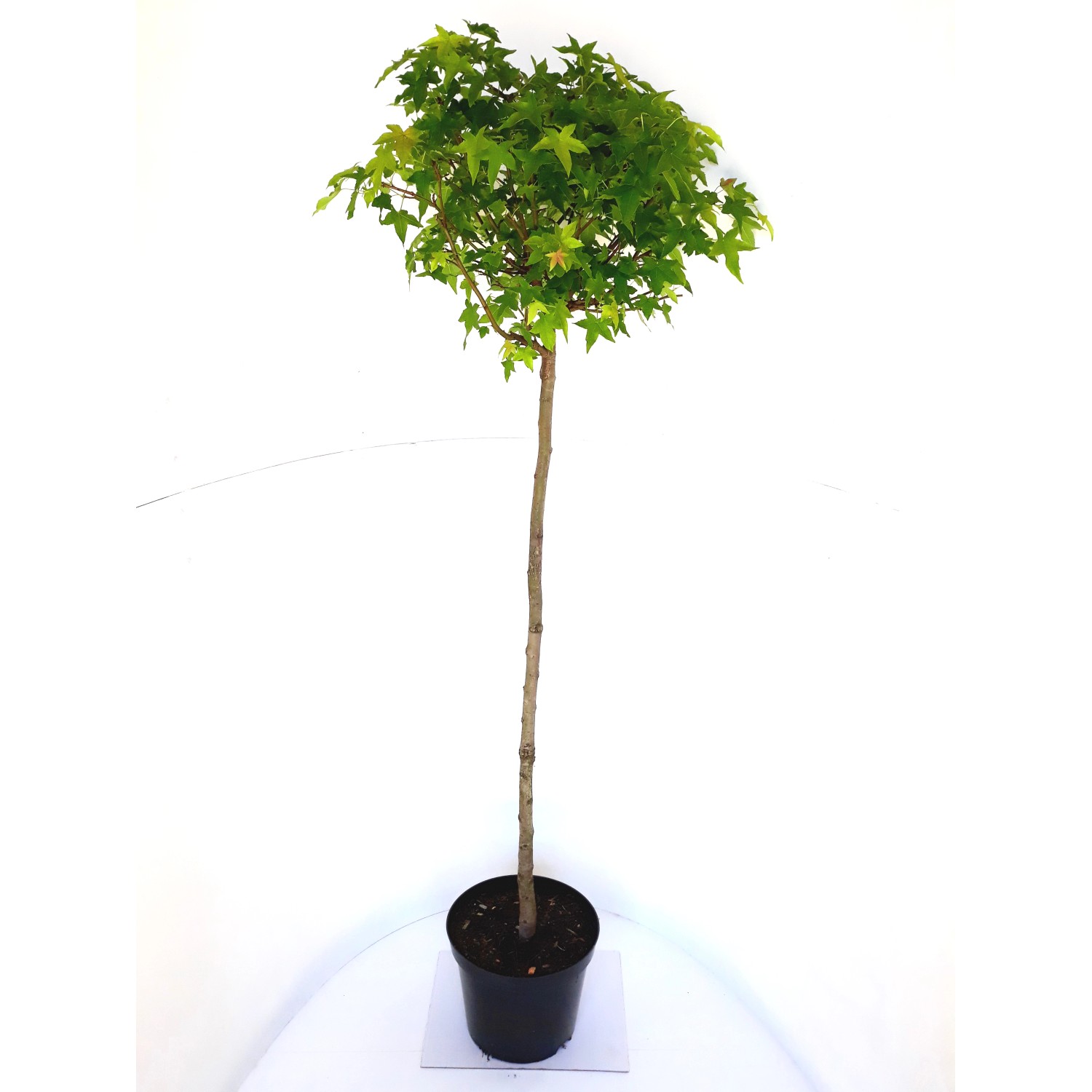 Pflanzen-Boering Kugel-Amberbaum Hochstamm Gesamthöhe 250 cm Stammhöhe 180 günstig online kaufen