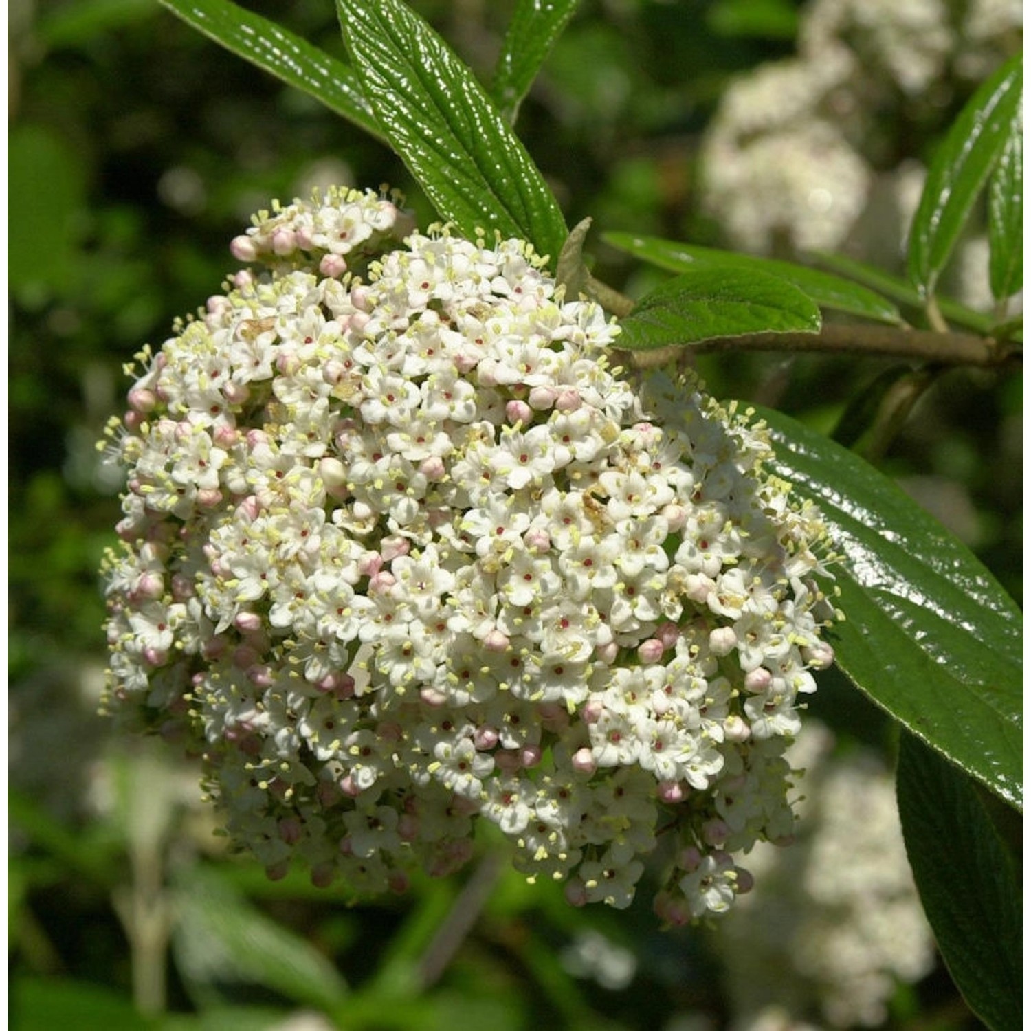 Prager Schneeball 80-100cm - Viburnum pragense günstig online kaufen