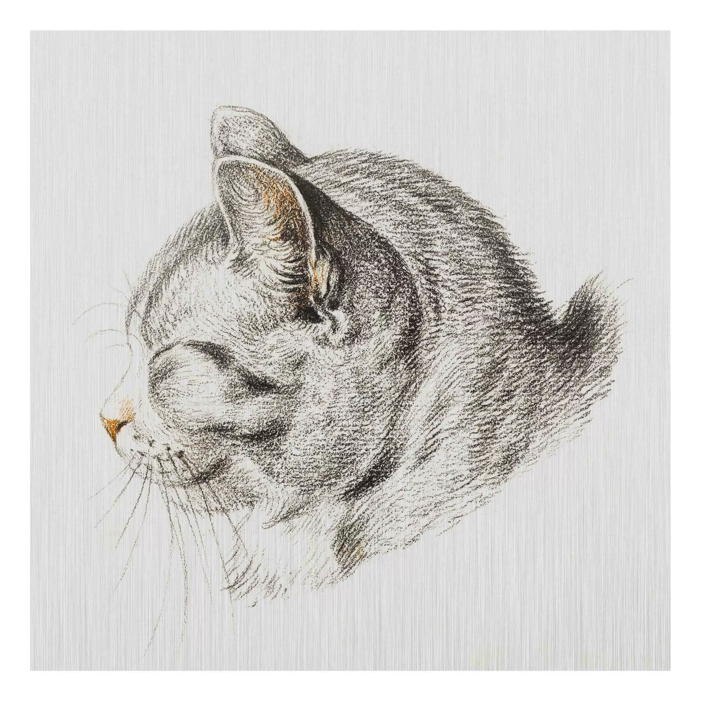 Alu-Dibond Bild Kunstdruck - Quadrat Vintage Zeichnung Katze III günstig online kaufen