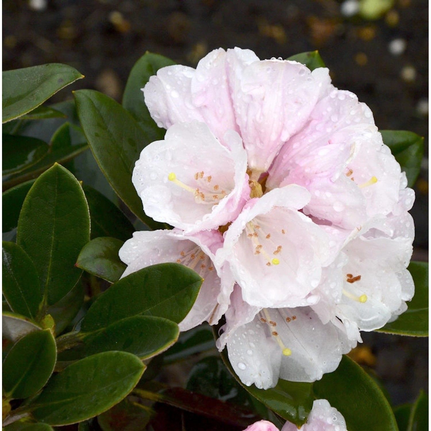 Rhododendron Silbervelours 40-50cm - Rhododendron pachysanthum günstig online kaufen