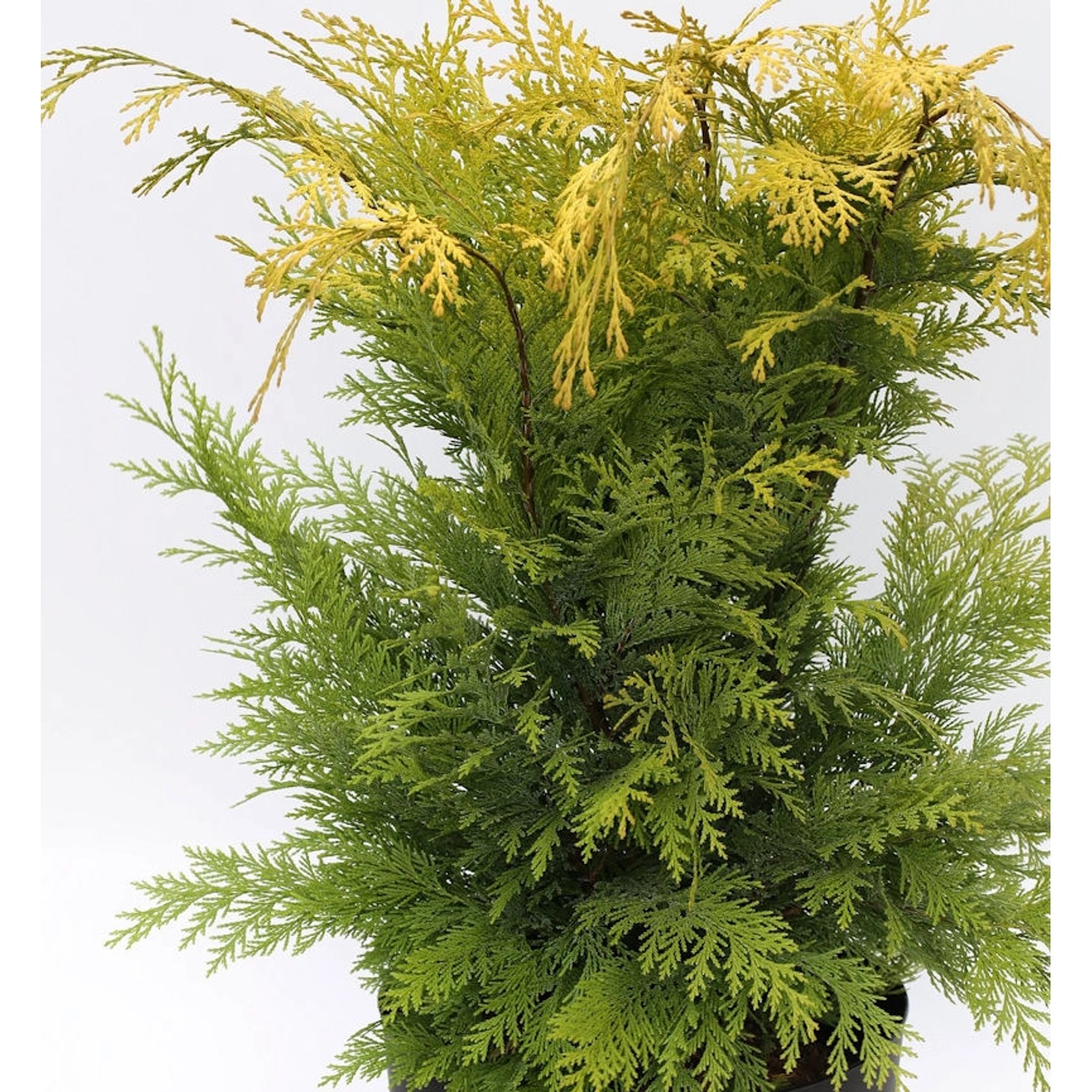 Gelbe Gartenzypresse Stardust 80-100cm - Chamaecyparis lawsoniana günstig online kaufen