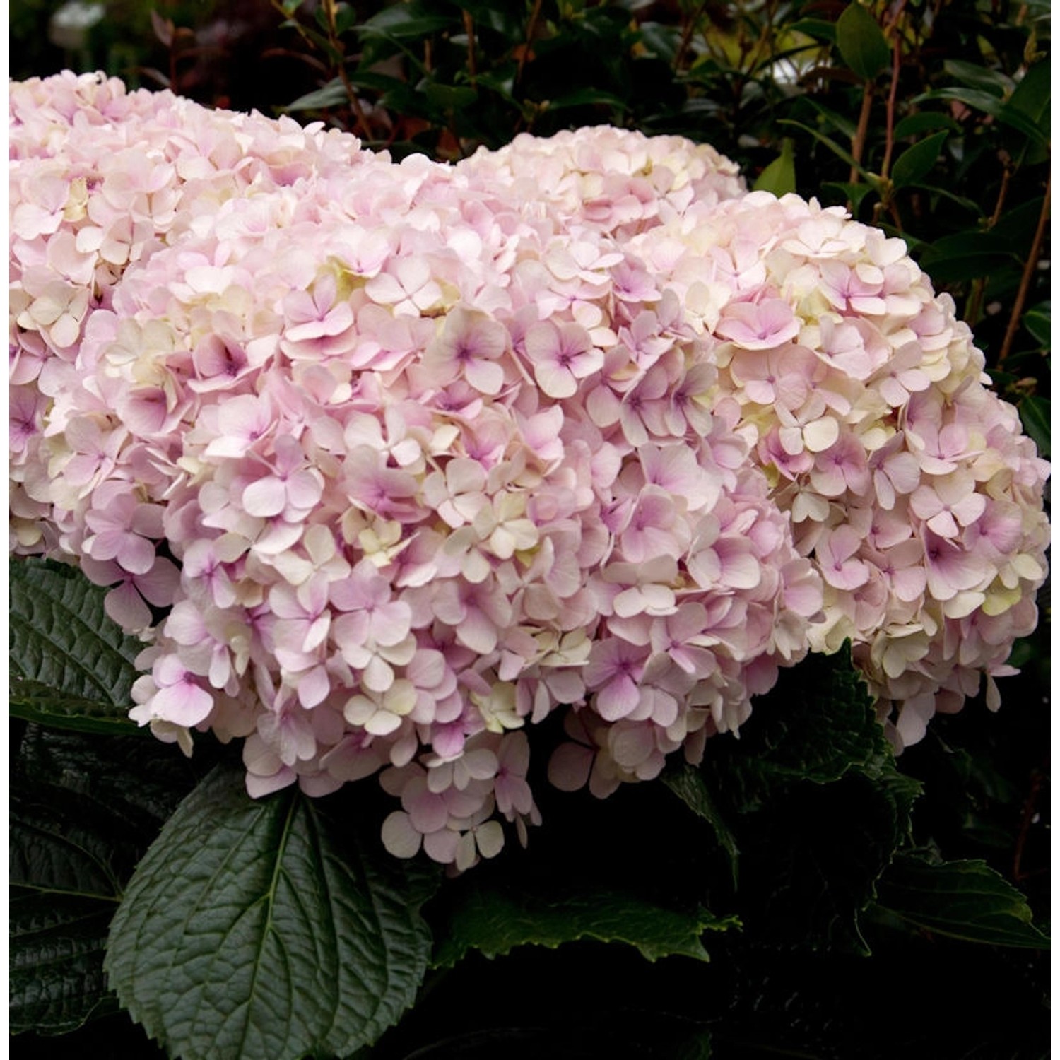 Ballhortensie Candybell Sorbet 40-60cm - Hydrangea arborescens günstig online kaufen