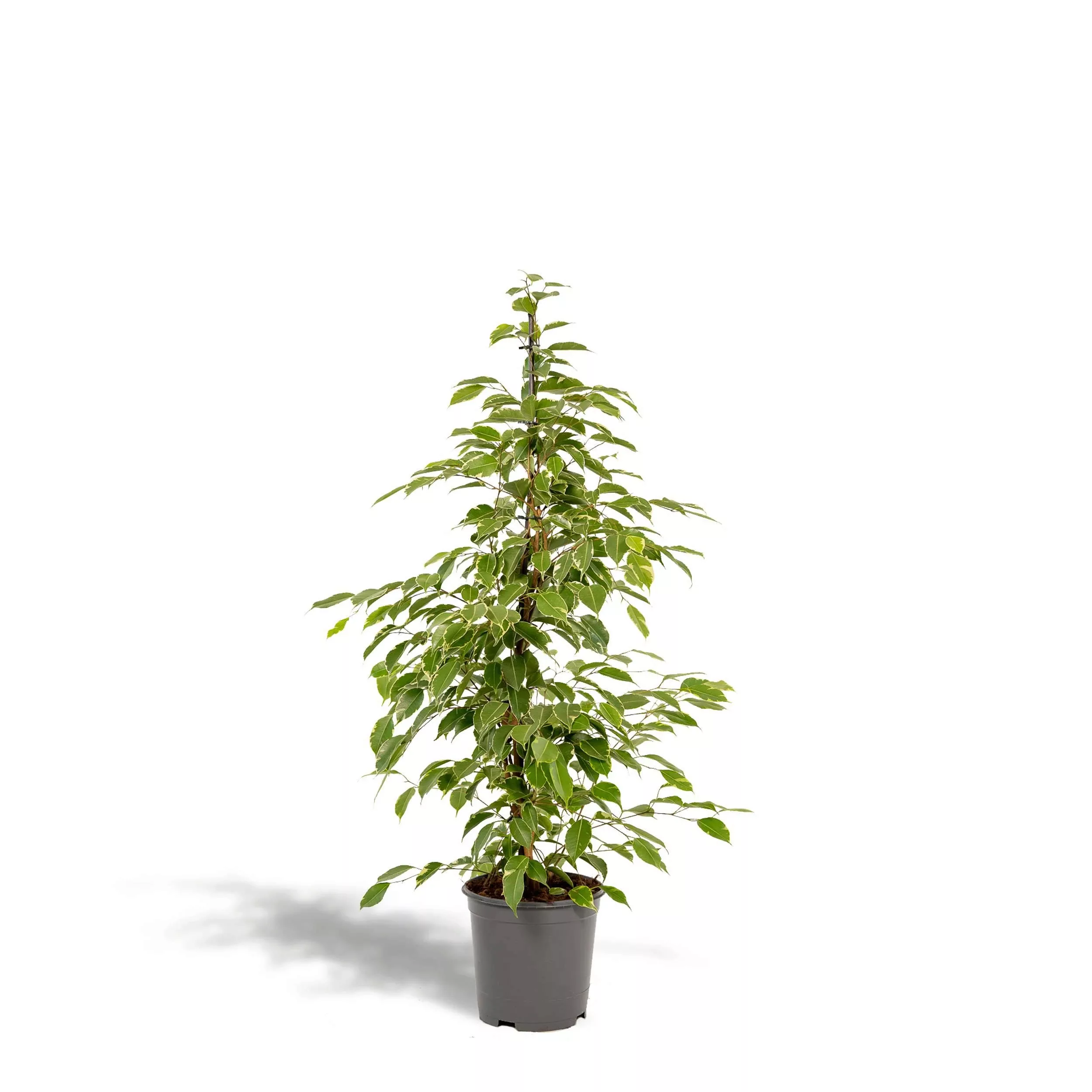 Hello Plants | Ficus Benjamina Goldenking günstig online kaufen