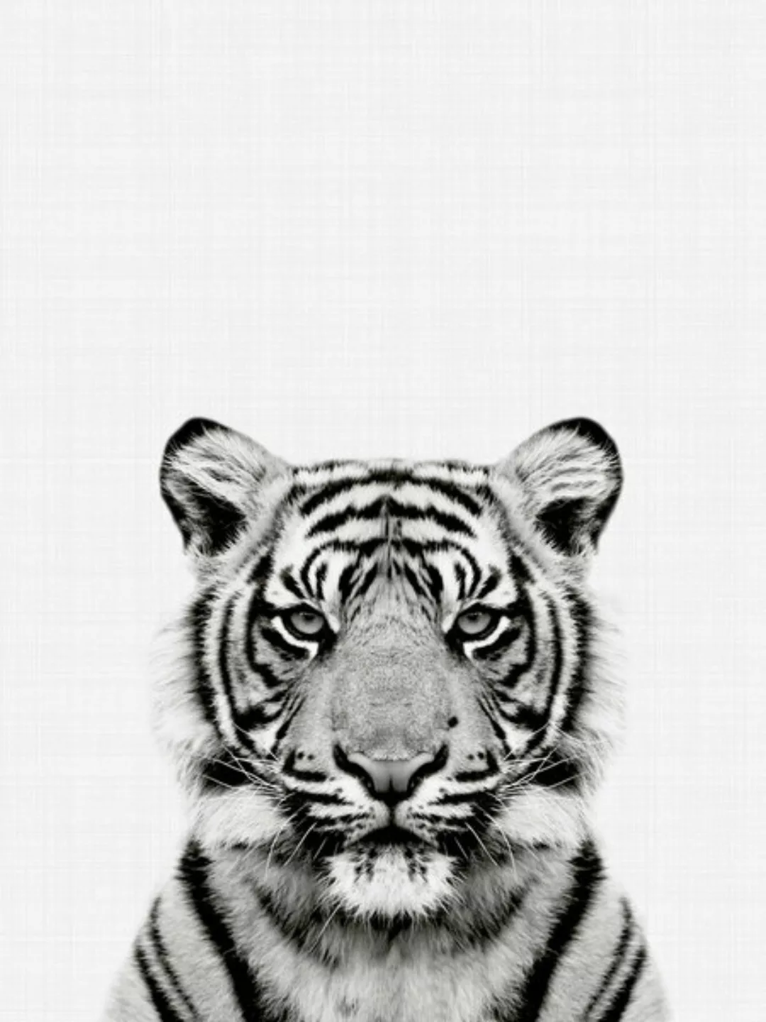 Poster / Leinwandbild - Tiger (Black And White) günstig online kaufen