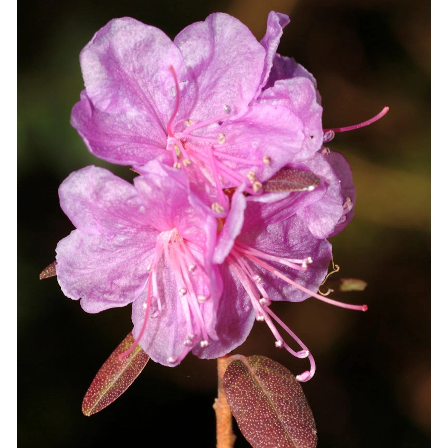 Dahurischer Rhododendron April Reign 20-30cm - Rhododendron dauricum günstig online kaufen