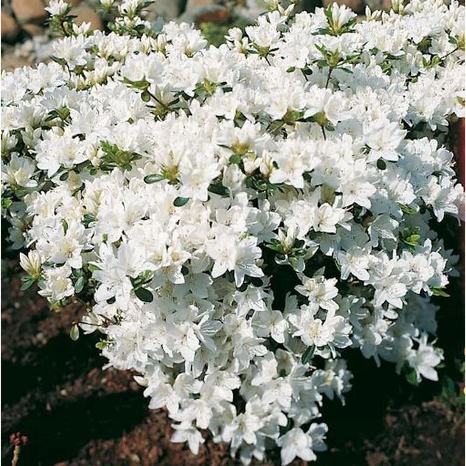 Japanische Azalee Kermesina Alba 25-30cm - Rhododendron obtusum - Zwerg Alp günstig online kaufen