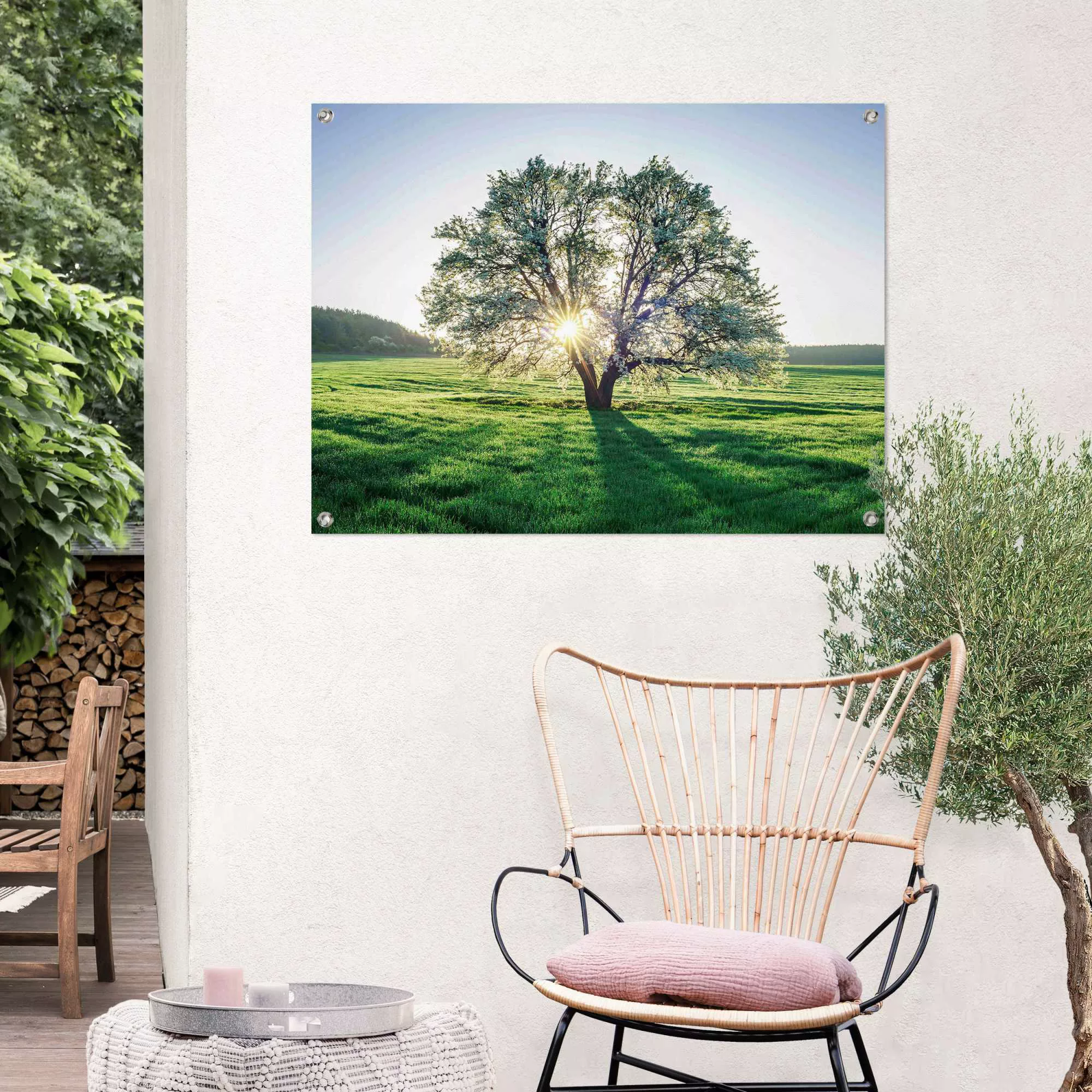 Reinders! Poster »Baum in der Morgensonne« günstig online kaufen