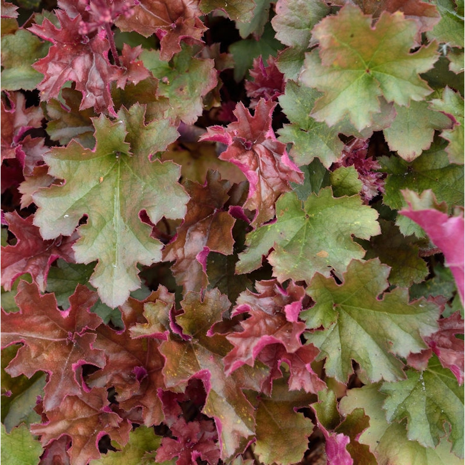 Purpurglöckchen Chocolate Ruffles - Heuchera micrantha günstig online kaufen