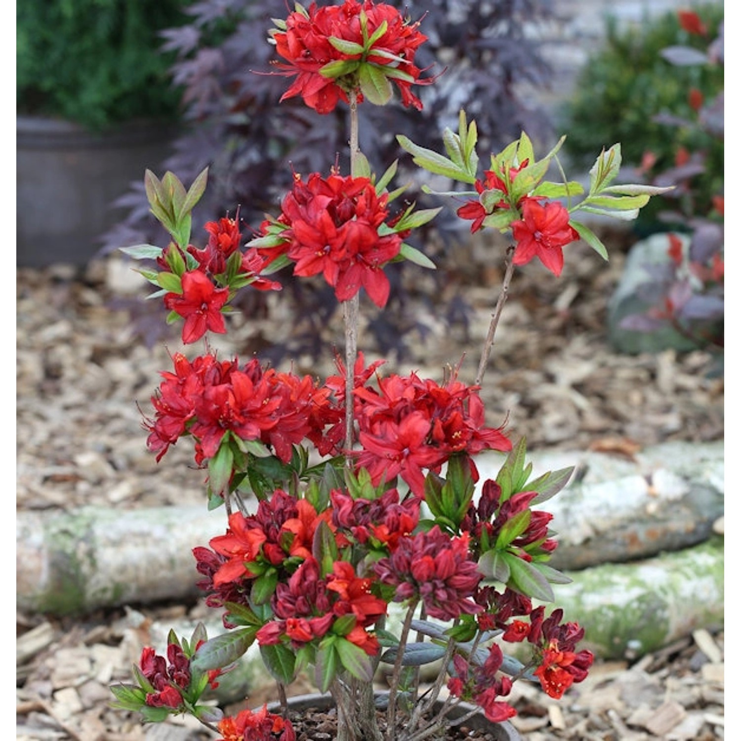 Azalee Nabucco 50-60cm - Rhododendron luteum - Alpenrose günstig online kaufen