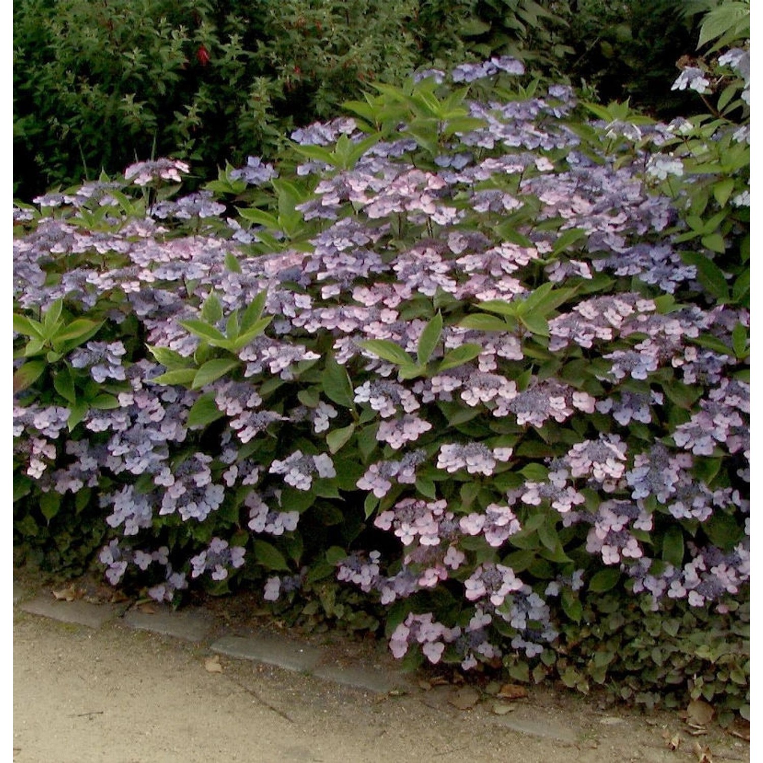 Teller Hortensie Koreana 60-80cm - Hydrangea serrata günstig online kaufen