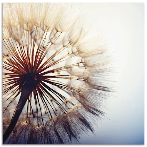 Artland Wandbild »Große Pusteblume«, Blumen, (1 St.), als Alubild, Outdoorb günstig online kaufen