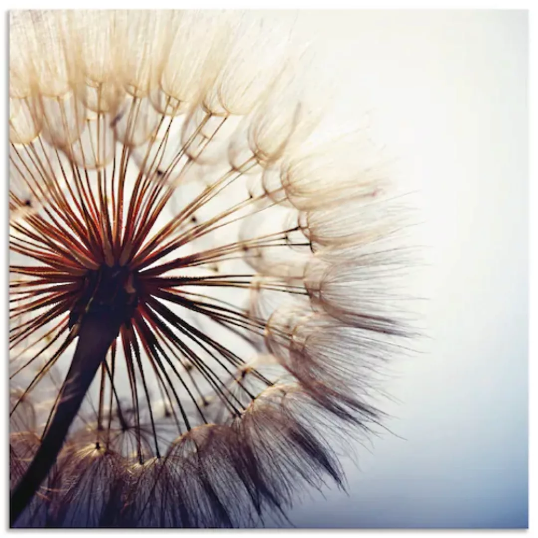 Artland Wandbild "Große Pusteblume", Blumen, (1 St.), als Alubild, Outdoorb günstig online kaufen