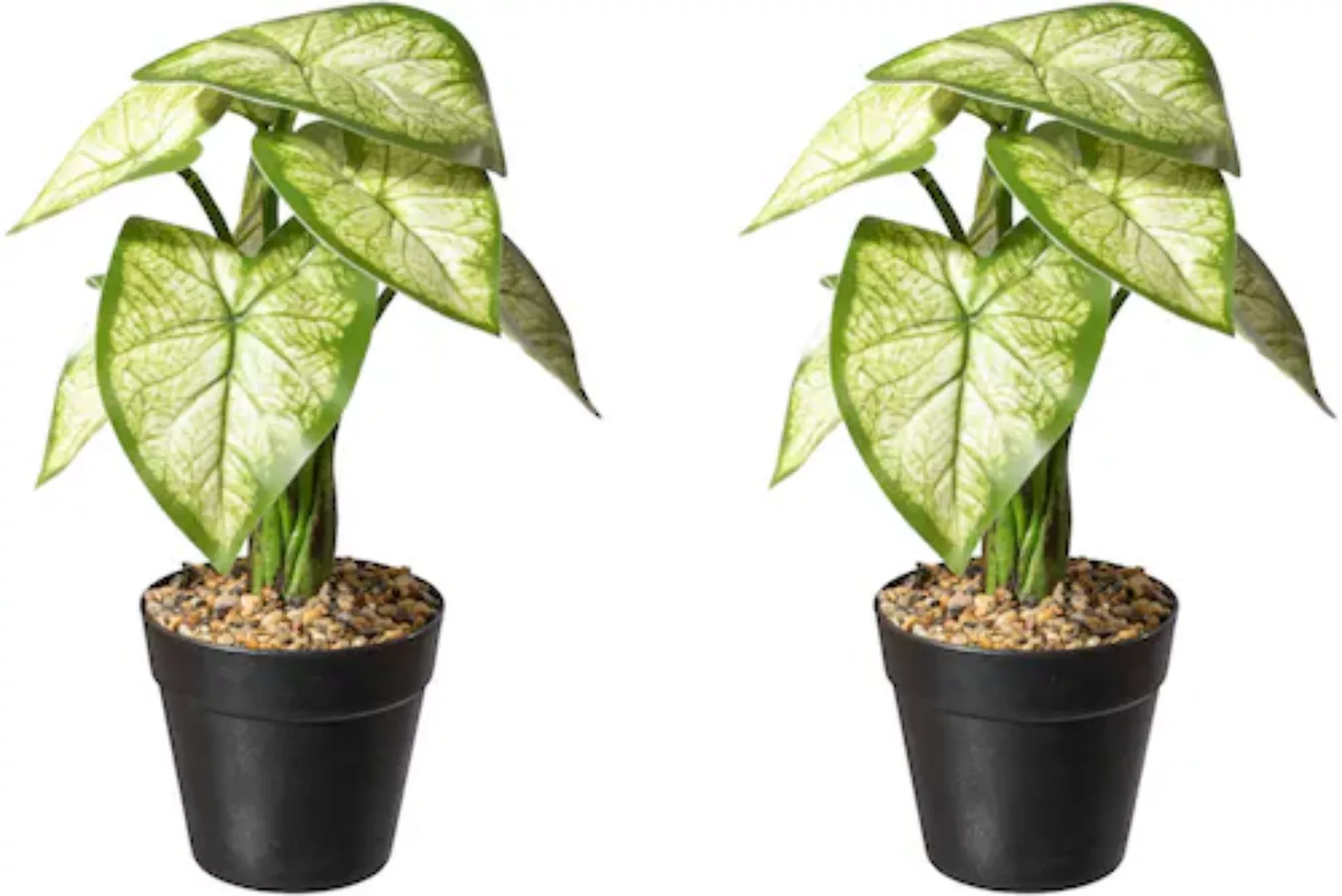 Creativ green Künstliche Zimmerpflanze »Caladium Pflanze« günstig online kaufen