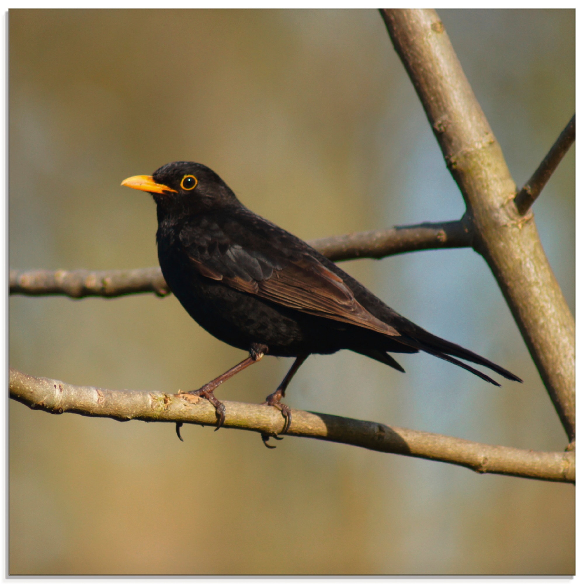 Artland Glasbild "Amsel", Vögel, (1 St.), in verschiedenen Größen günstig online kaufen