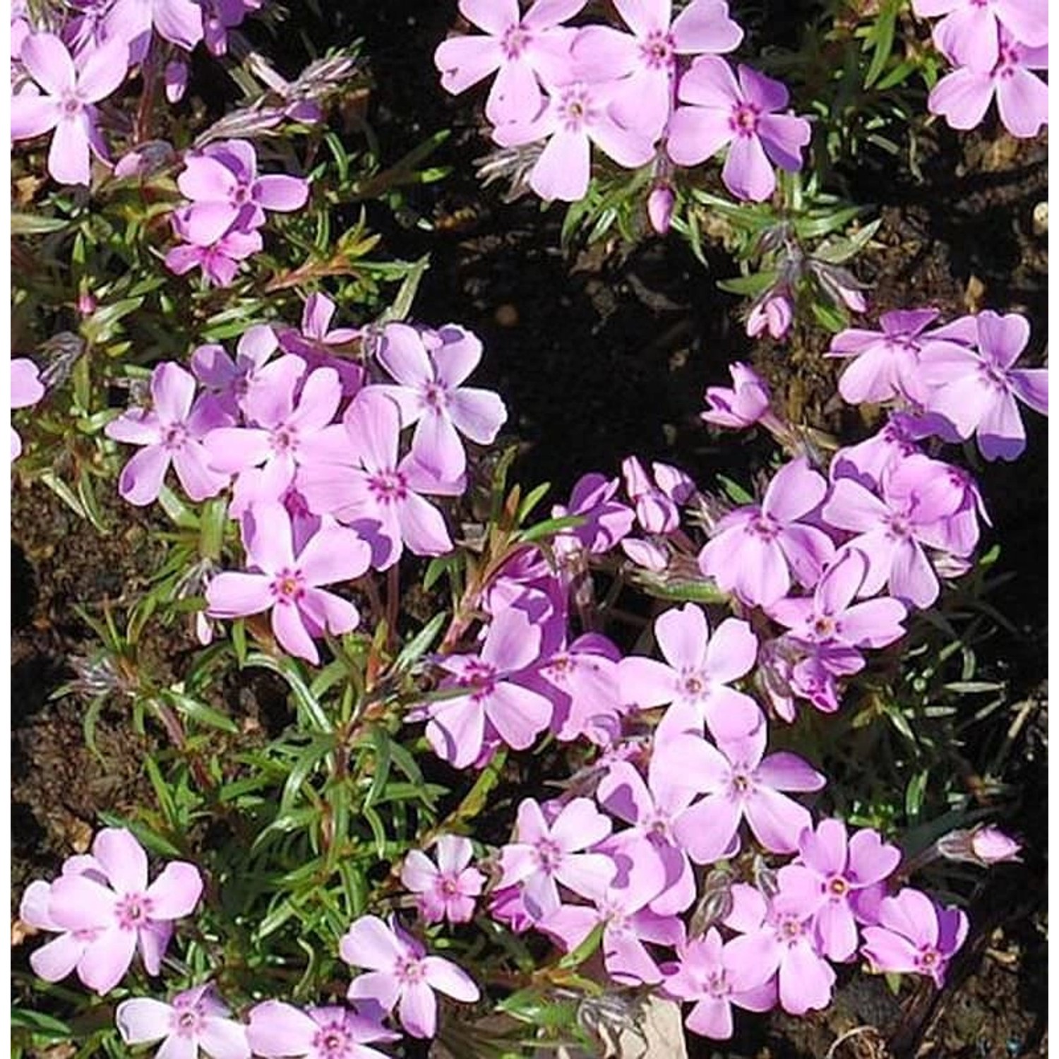 Niedrige Flammenblume Ronsdorfer Schöne - Phlox subulata günstig online kaufen