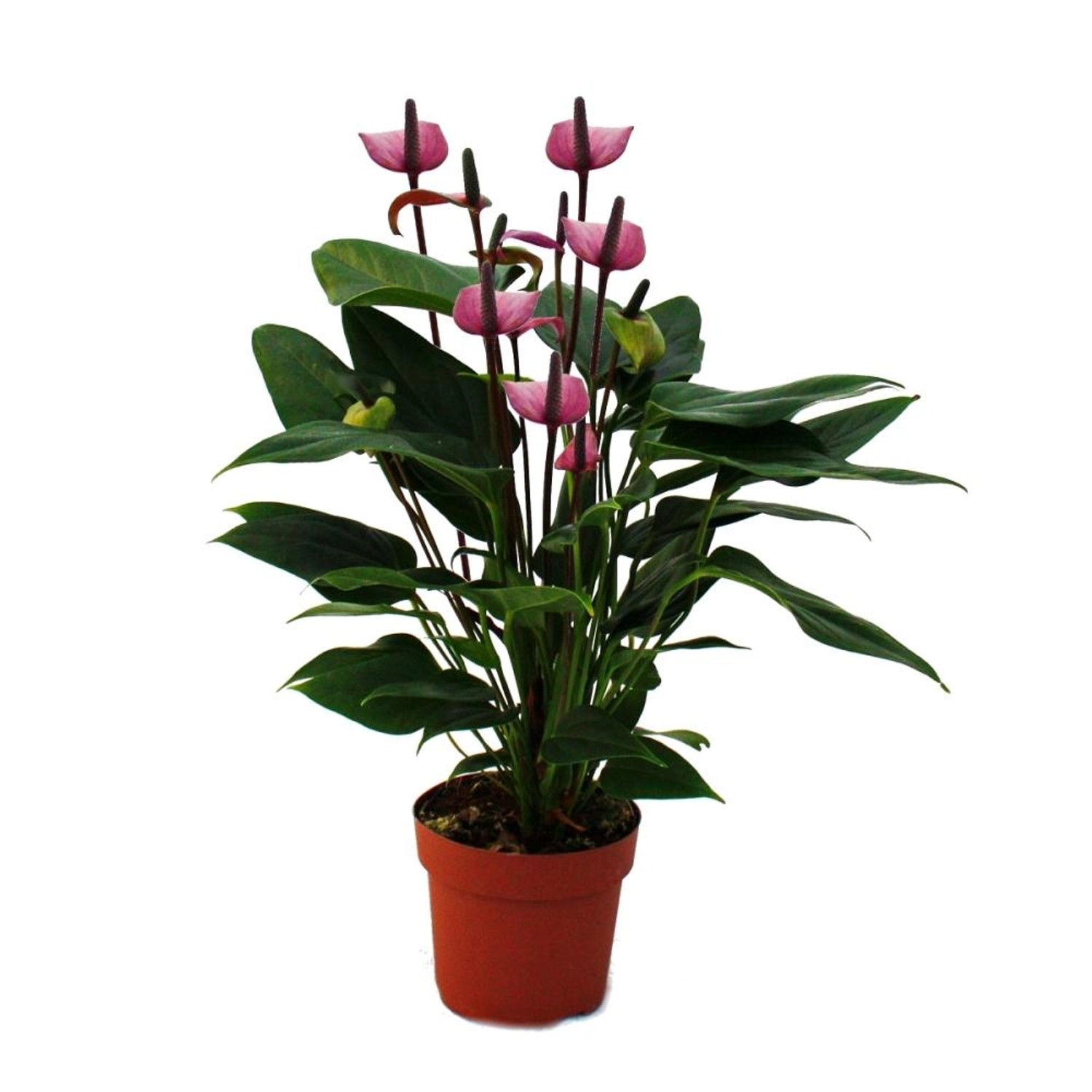 Exotenherz Flamingoblume Lila Fiorino Violett Anthurium Andreanum 12cm günstig online kaufen