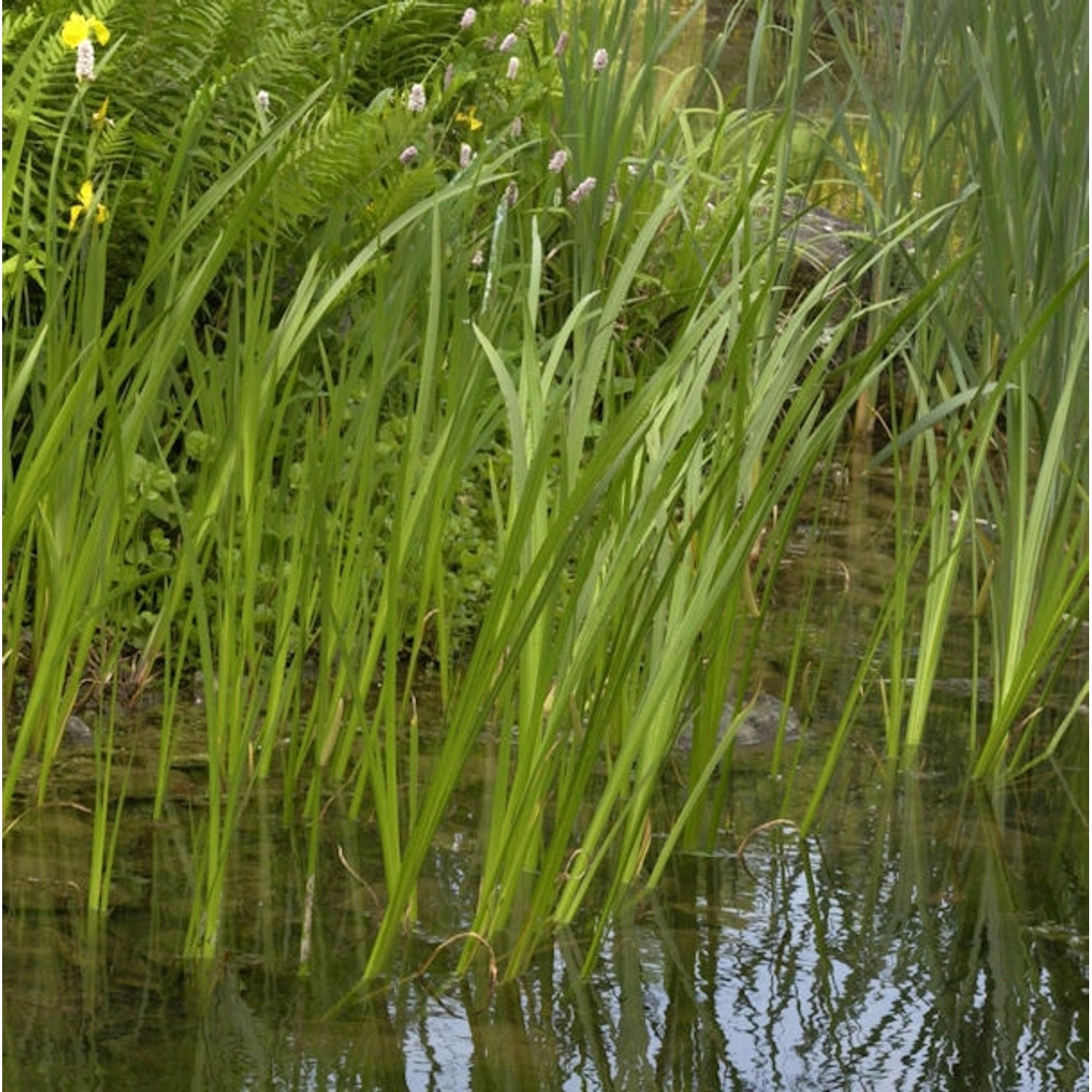 Kalmus - Acorus calamus günstig online kaufen