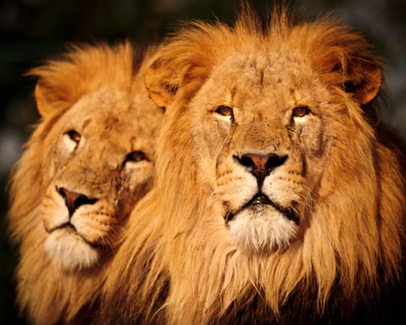 Papermoon Fototapete »Male Lions« günstig online kaufen