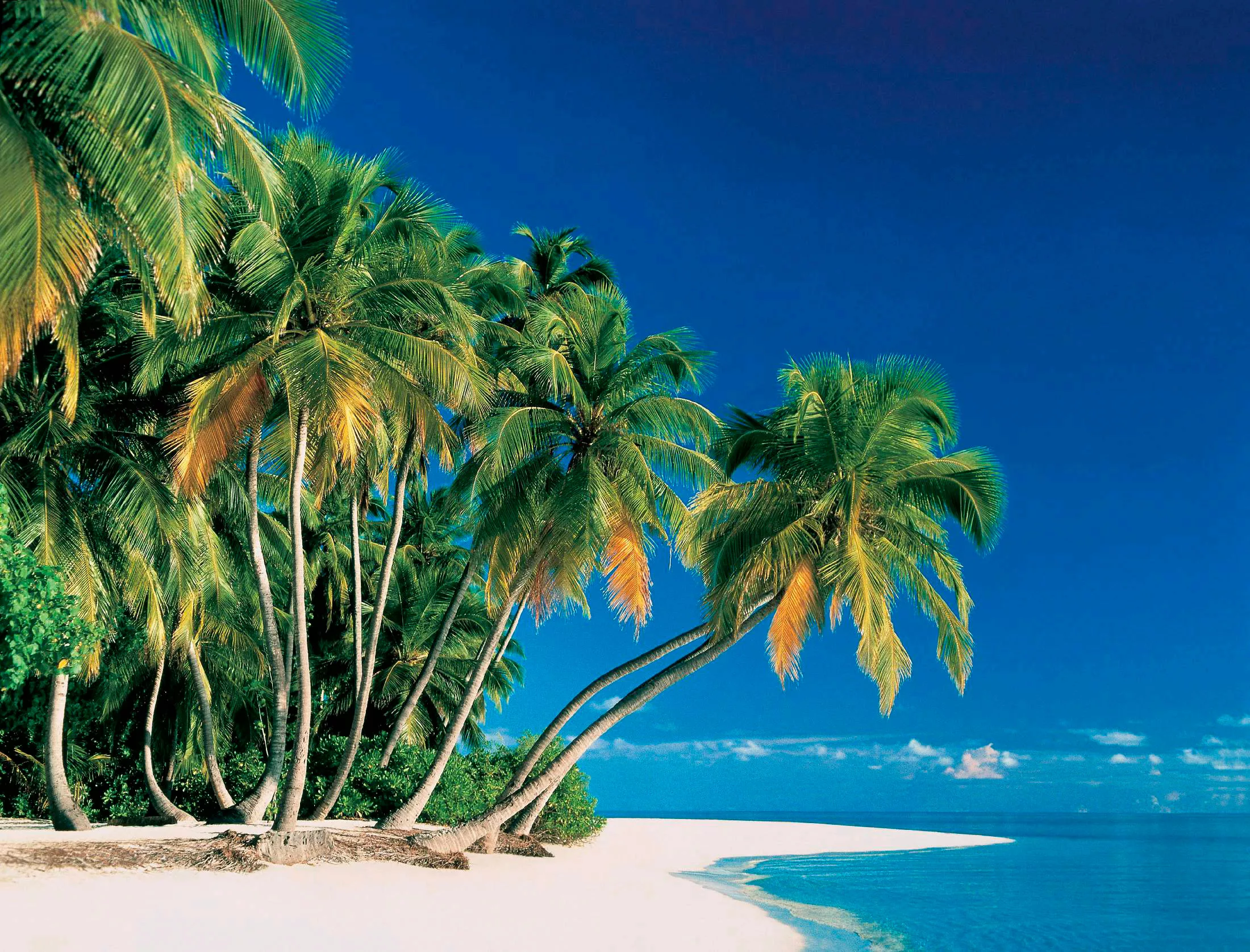 Papermoon Fototapete »Tropical Palms« günstig online kaufen