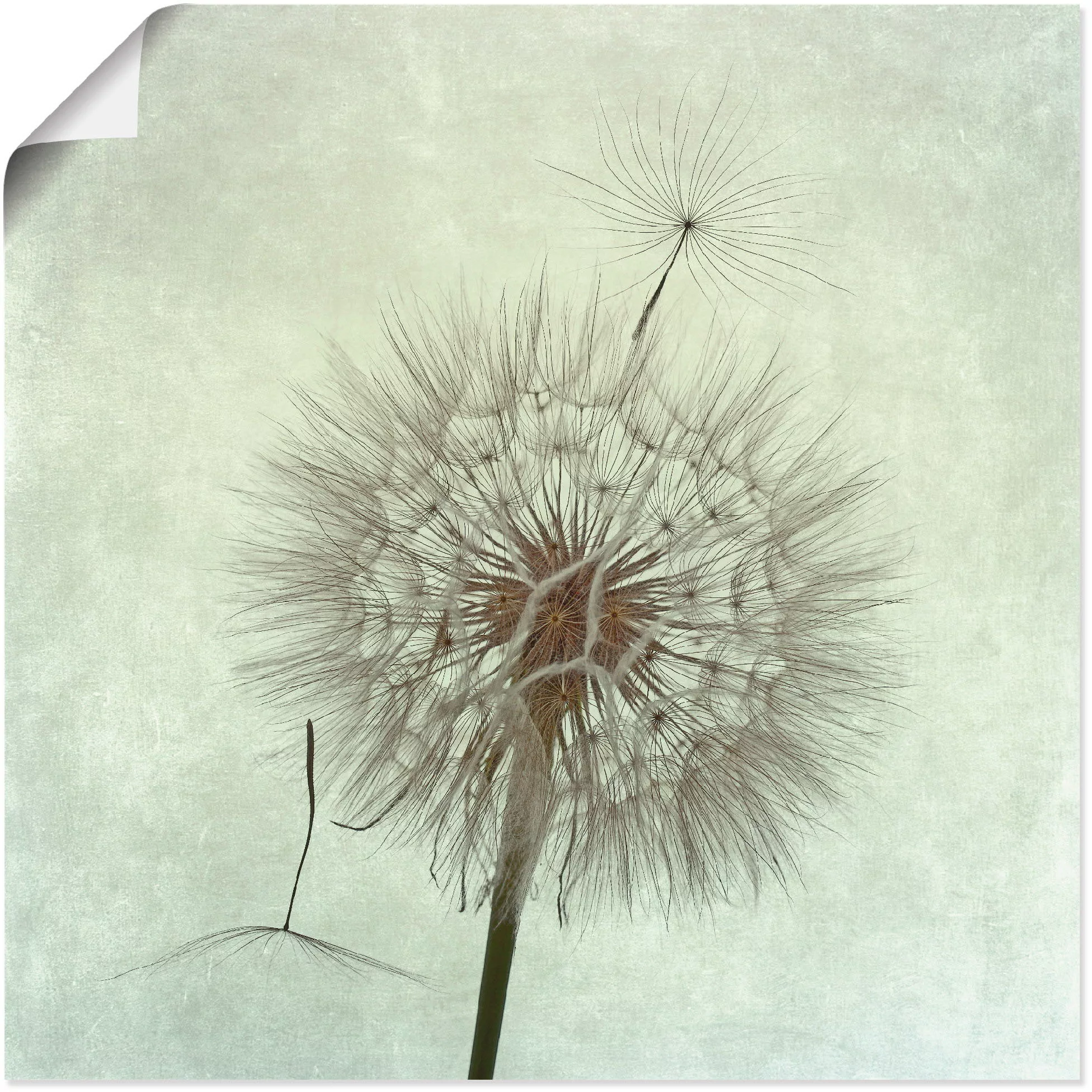Artland Wandbild "Pusteblume II", Blumen, (1 St.), als Leinwandbild, Poster günstig online kaufen