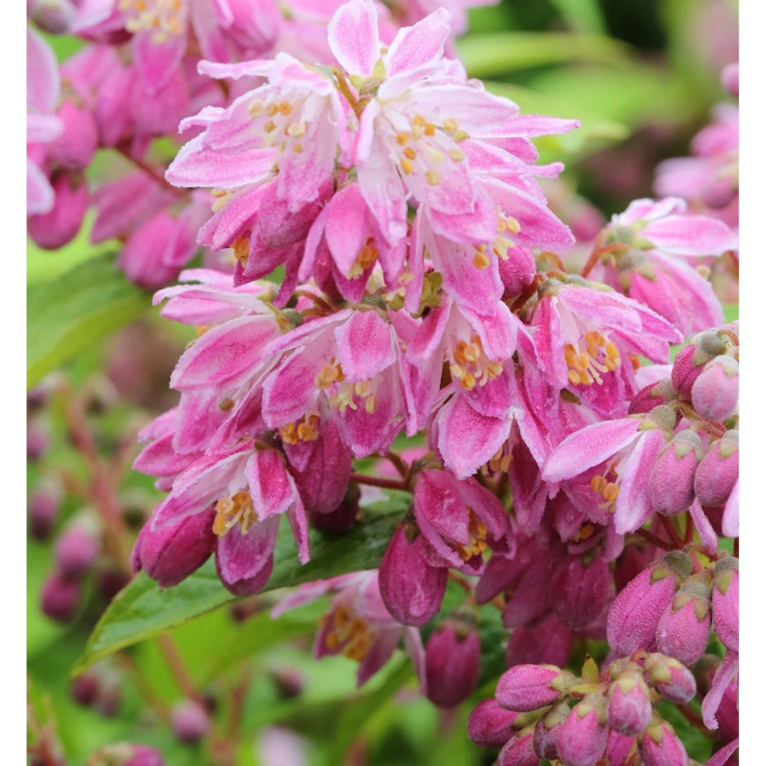 Rosendeutzie Strawberry Field 40-60cm - Deutzia hybrida günstig online kaufen